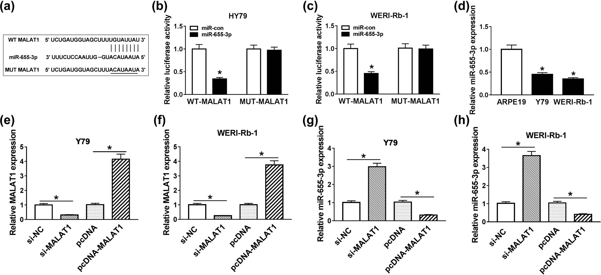 Figure 3 
                  MALAT1 negatively interacted with miR-655-3p in Y79 and WERI-Rb-1 cells. (a) The fragment of MALAT1 containing the putative or mutant miR-655-3p binding sites. (b and c) WT-MALAT1 or MUT-MALAT1 reporter plasmids and miR-con or miR-655-3p were co-transfected into Y79 and WERI-Rb-1 cells for 48 h. The luciferase activities were evaluated by dual-luciferase reporter assay. (d) The expression of miR-655-3p in RB cells Y79 and WERI-Rb-1 and retinal pigment epithelial cell line ARPE19 was tested by RT-qPCR. (e–h) Y79 and WERI-Rb-1 cells were transfected with si-NC, si-MALAT1, pcDNA, or pcDNA-MALAT1 for 24 h. (e and f) The expression of MALAT1 in the cells upon transfection was detected by RT-qPCR. (g and h) The expression of miR-655-3p in Y79 and WERI-Rb-1 cells upon transfection was detected via RT-qPCR. *P < 0.05.
               