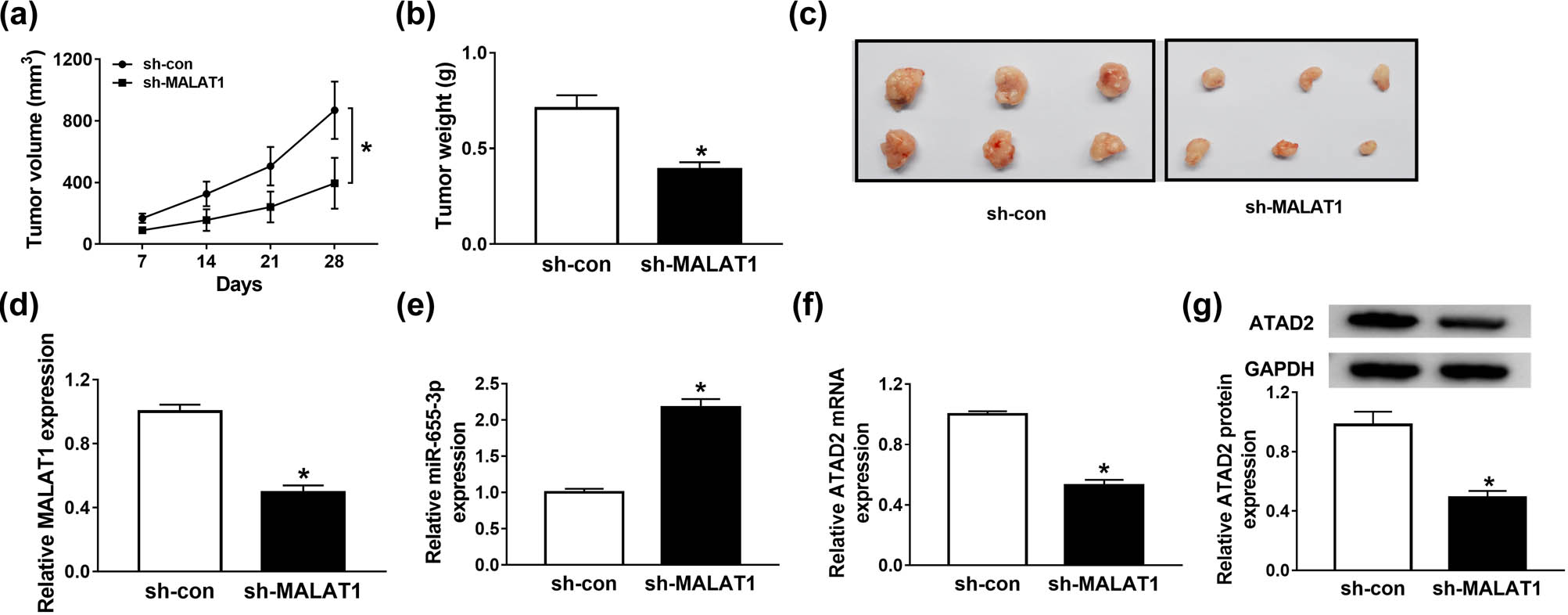 Figure 7 
                  MALAT1 depletion impeded xenograft tumor growth in vivo. (a–g) The nude mice were injected with stable Y79 cell line expressing shRNA against MALAT1 or negative control. (a) The tumor volume was examined every 7 days for 28 days. (b) 28 days post-injection, the mice were executed, and tumors were removed and weighed. (c) Images of mice with subcutaneous transplanted tumors. (d–f) The expression levels of MALAT1, miR-655-3p, and ATAD2 in transplanted tumors were detected via RT-qPCR. (g) The protein level of ATAD2 in transplanted tumors was detected via western blot assay. *P < 0.05.
               