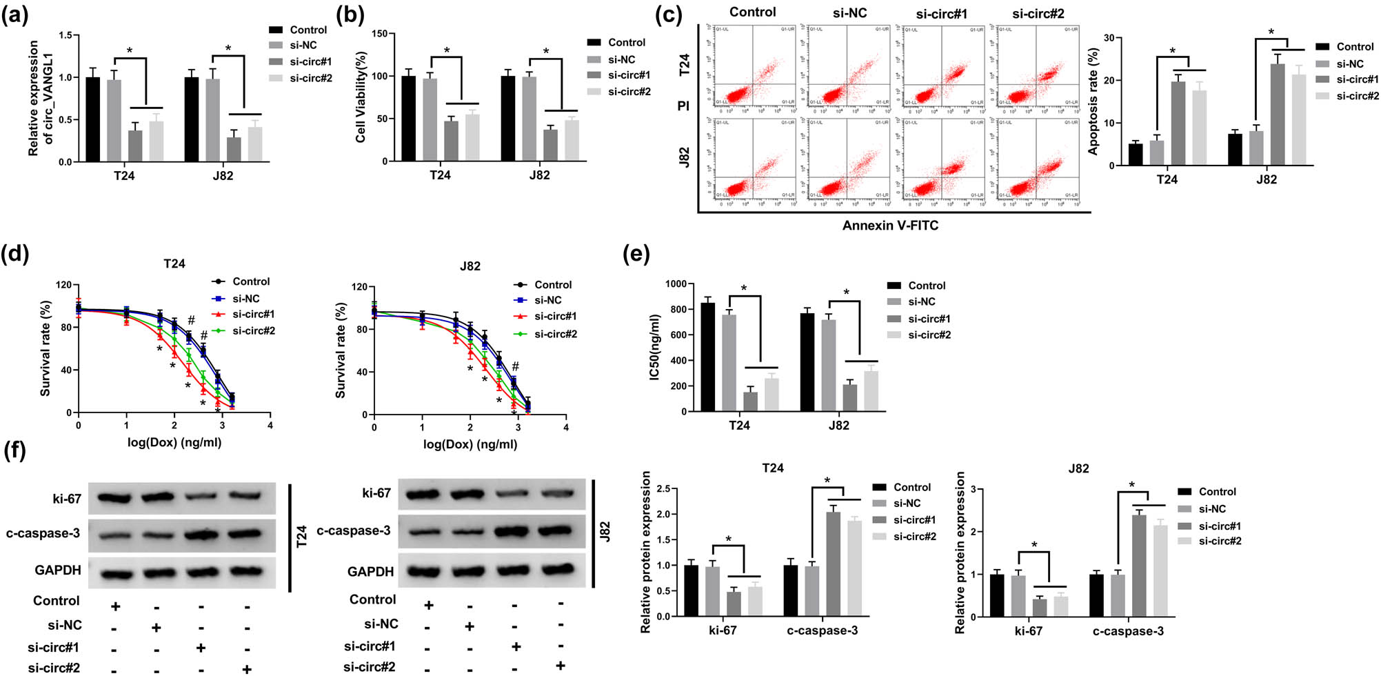 Figure 2 
                  The effect of circ_VANGL1 knockdown on cell viability, apoptosis, and doxorubicin resistance. (a–f) T24 and J82 cells were transfected with si-NC, si-circ#1, or si-circ#2, respectively. (a) The expression level of circ_VANGL1 in transfected T24 and J82 cells. (b) Cell viability was measured by CCK-8 assay. (c) Flow cytometry analysis was performed to assess cell apoptosis rate. (d) Different concentrations of doxorubicin were incubated with the transfected cells, and then cell apoptosis rate was determined by flow cytometry analysis. (e) IC50 values of the growth of T24 and J82 cells treated with doxorubicin. (f) The protein levels of c-caspase-3 and ki-67 in T24 and J82 cells. *P < 0.05, #
                     P < 0.05.
               