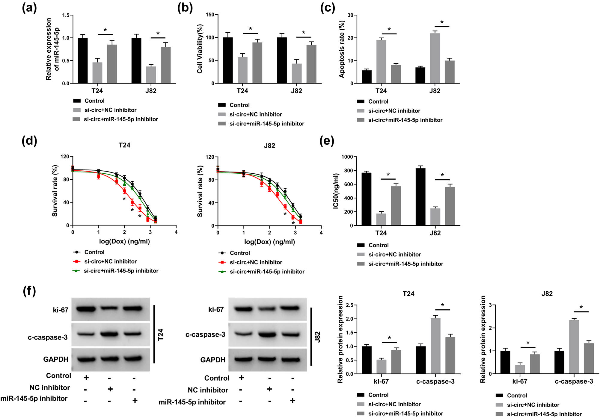 Figure 4 
                  circ_VANGL1 targeted miR-145-5p to elevate cell viability, repress cell apoptosis, and reduce doxorubicin sensitivity in bladder cancer cells. (a–f) T24 and J82 cells were transfected with si-circ + NC inhibitor or si-circ + miR-145-5p inhibitor, respectively. (a) The level of miR-145-5p was determined by RT-qPCR. (b) CCK8 assay was performed to detect cell viability. (c) Cell apoptosis rate was detected by flow cytometry analysis. (d) T24 and J82 cells treated with different concentrations of doxorubicin, and cell survival rate was determined by flow cytometry analysis. (e) The IC50 values for the growth of the transfected T24 and J82 cells treated with doxorubicin. (f) Western blot was used to detect the protein levels of c-caspase-3 and ki-67. *P < 0.05.
               