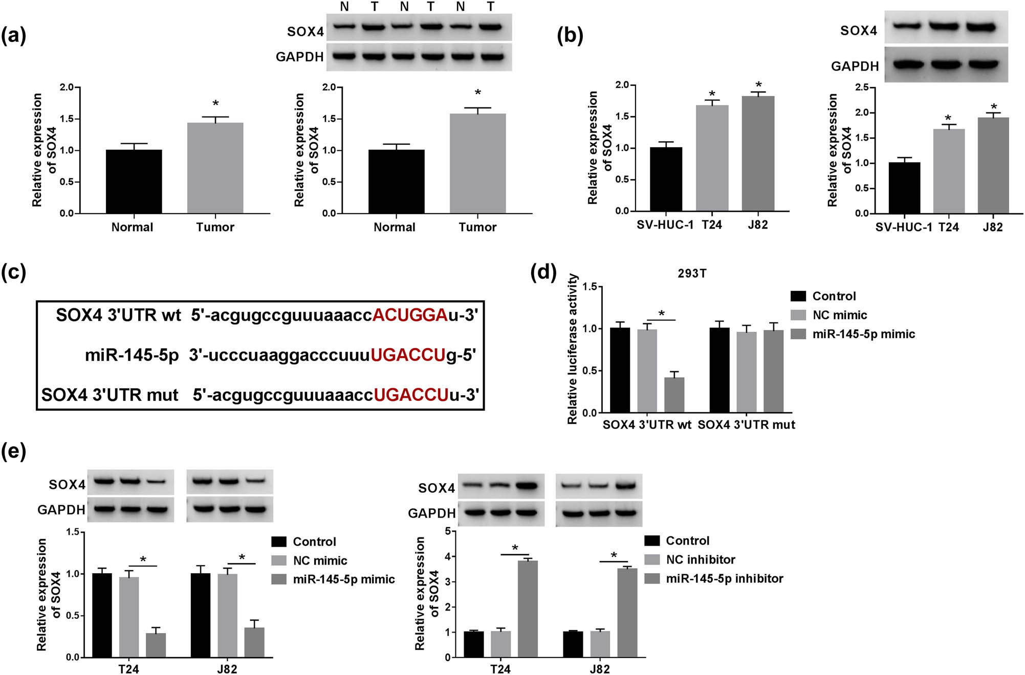 Figure 5 
                  SOX4 was directly targeted and inhibited by miR-145-5p. (a) The mRNA and protein levels of SOX4 in bladder cancer tissues (n = 36) and normal tissues (n = 36) were detected by RT-qPCR and western blot. (b) The mRNA and protein levels of SOX4 in SV-HUC-1, T24, and J82 cells were measured by RT-qPCR. (c) The putative or mutant miR-145-5p binding sites in the 3′UTR of SOX4 were predicted by Targetscan tool. (d) 293T cells were co-transfected with NC-mimic or miR-145-5p mimic and SOX4 3′UTR wt or SOX4 3′UTR mut, and the luciferase activity was detected. (e) T24 and J82 cells were transfected with NC-mimic, miR-145-5p mimic, NC inhibitor, or miR-145-5p inhibitor, respectively. And the expression level of SOX4 was examined by western blot. *P < 0.05.
               