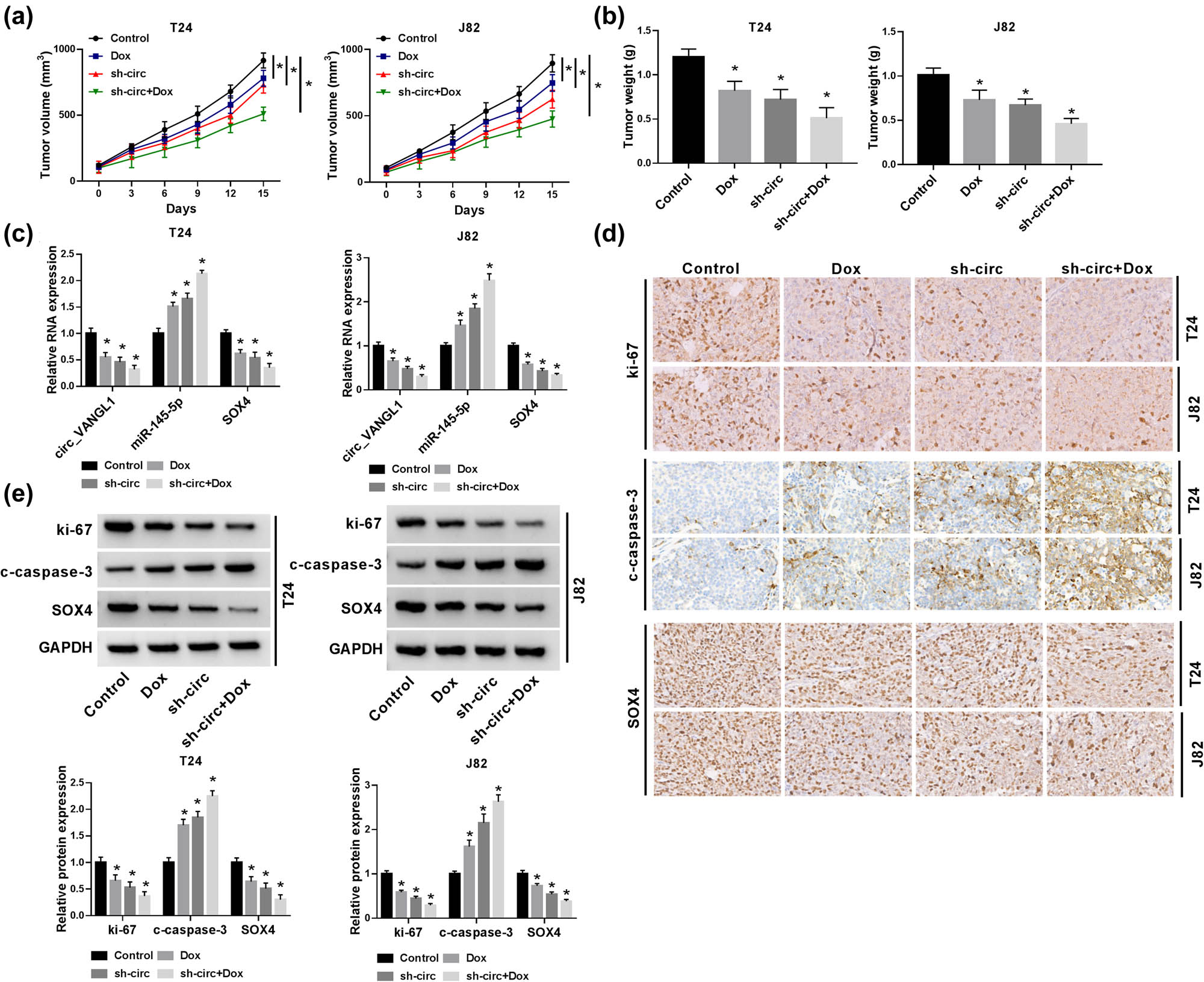 Figure 7 
                  circ_VANGL1 knockdown inhibited tumor growth and enhanced doxorubicin sensitivity in vivo. T24 and J82 cells stably transfected with sh-circ or T24 and J82 cells were subcutaneously injected into the forelimb axils of nude mice, followed by the injection of doxorubicin (3 mg/kg) every 3 days. Fifteen days upon injection, the mice were killed to remove the tumor tissues. (a) Tumor volume was detected every 3 days for 15 days. (b) Tumor weight was measured. (c) The expressions of circ_VANGL1, miR-145-5p, and SOX4 in xenograft tissues were determined by RT-qPCR. (d) Proliferation in xenograft tumors was assessed by Ki67 Immunohistochemistry. (e) The protein levels of SOX4, c-casepase-3, and ki-67 were assessed by western blot. *P < 0.05.
               