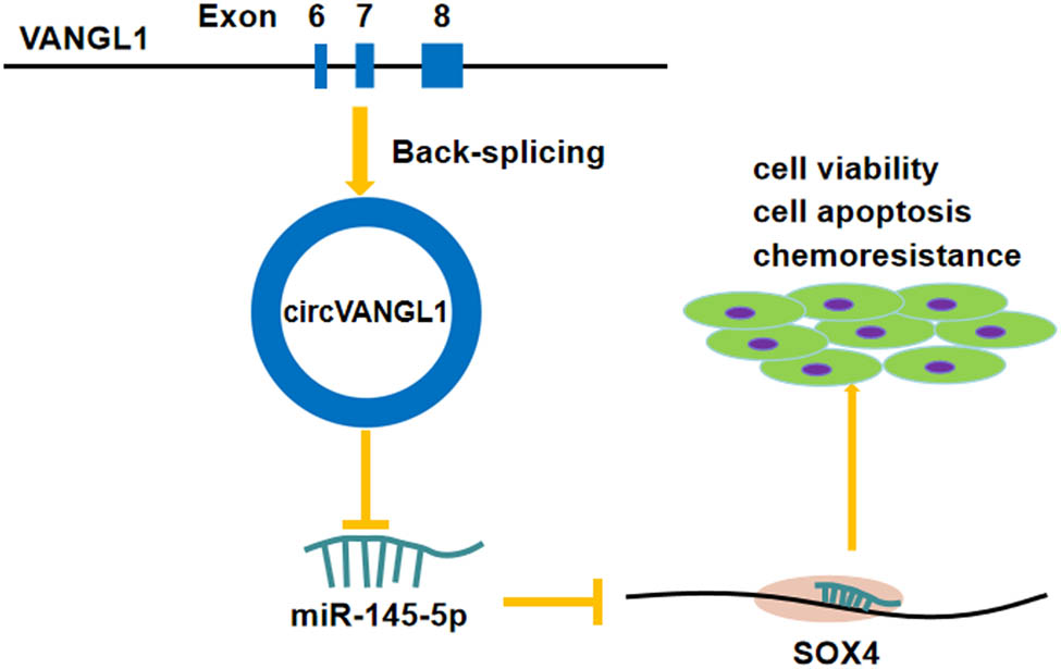 Figure 8 
               Schematic diagram indicates the regulation of circ_VANGL1/miR-145-5p/SOX4 axis in bladder cancer cells.
            