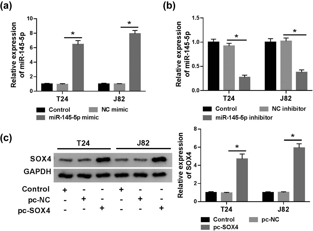 Figure S1 
                  Transfection efficiency of miR-145-5p mimic, miR-145-5p inhibitor, and pc-SOX4 in T24 and J82 cells. (a) T24 and J82 cells was transfected with NC mimic or miR-145-5p mimic, respectively. And the expression of miR-145-5p was detected by RT-qPCR. (b) The expression of miR-145-5p in cells transfected with NC inhibitor or miR-145-5p inhibitor were evaluated by RT-qPCR. (c) T24 and J82 cells was transfected with pc-NC or pc-SOX4, respectively. And the protein level of SOX4 was detected by western blot. *P < 0.05.
               