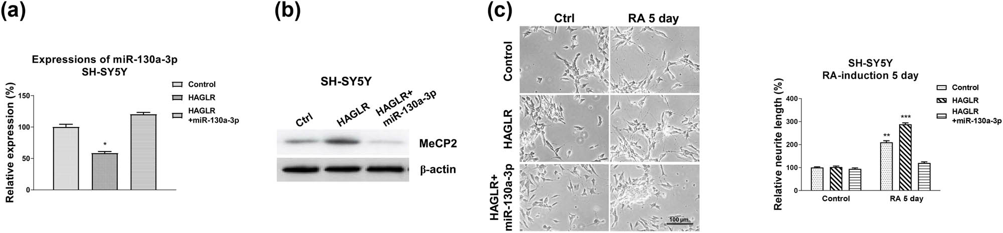 Figure 6 
                  The HAGLR-miR-130a-3p-MeCP2 axis in neuron differentiation. (a) SH-SY5Y cells were transfected with control, HAGLR alone, or with miR-130a-3p for 48 h; expression of miR-130a-3p was detected by qRT-PCR and (b) protein expression of MeCP2 was determined by western blot. (c) The above transfected cells were treated with 5 µM RA for 5 and 7 days. Cell morphologies were examined under a microscope, and the neurite length was measured. *p < 0.05 and **p < 0.01.
               