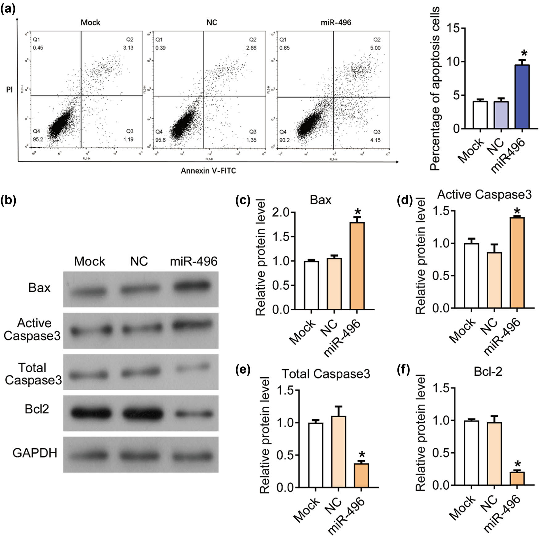 Figure 2
miR-496 promoted the apoptosis in gastric cancer cells. (a) Flow cytometry was performed to detect the apoptosis in AGS cells. (b) The expression levels of apoptosis-related proteins, (c) Bax, (d) active Caspase 3, (e) total Caspase 3, and (f) Bcl-2 were detected by western blot. The relative protein levels were normalized to mock group. NC = negative control. *P < 0.05.