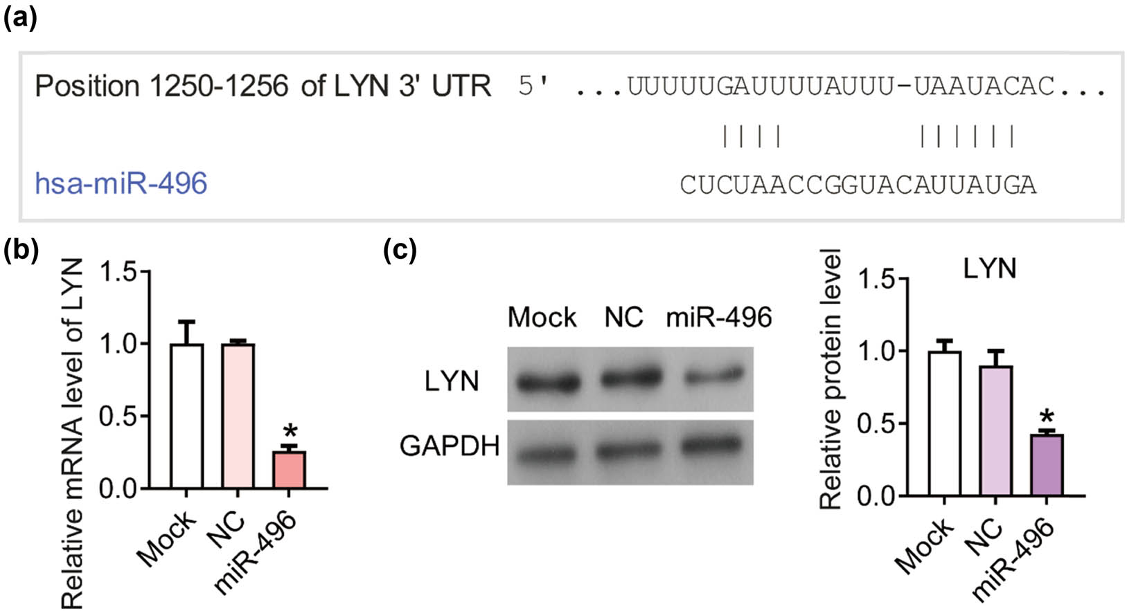 Figure 3
miR-496 inhibited the expression of LYN in gastric cancer cells. (a) According to the analysis on targetScan, there was a binding site between miR-496 and 3ʹ-UTR of LYN. (b) QPCR was performed to detect the level of LYN in AGS cells transfected with miR-496 mimics. Relative level of LYN was analyzed using 2−ΔΔCt method and normalized to mock group. (c) The expression levels of LYN were detected by western blot. The relative protein levels were normalized to mock group. NC = negative control. *P < 0.05.