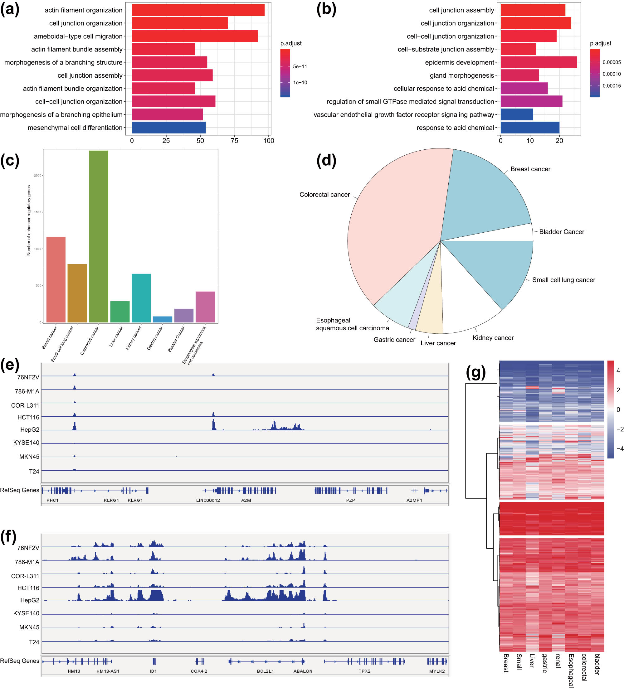 Figure 4 
                  Analysis of conservative and malignant tumor-specific SEs in eight common malignant tumor cell lines. (a) GO functional enrichment analysis of SE-regulated genes in colorectal cancer samples. The ordinate represents the enriched pathway, and the abscissa represents the number of genes enriched in the pathway. The color represents the significance, with deep red indicating more significance. (b) GO functional enrichment analysis of SE-regulated genes in bladder cancer samples. The ordinate shows the enriched pathway, and the abscissa indicates the number of genes enriched in the pathway. The color represents the significance of the pathway, with deep red indicating more significance. (c) The number of SE-regulated genes in eight common malignant tumor cell lines. (d) The frequency of SE-regulated target genes in eight common malignant tumor cell lines following consolidation. (e) H3K27ac signal distribution on the specific SE-regulated target gene A2M in the eight common malignant tumor cell lines. (f) H3K27ac signal distribution on the conservative SE-regulated target gene ABALON in the eight common malignant tumor cell lines. (g) Expression of SE-regulated target genes in the eight common malignant tumor cell lines in TCGA database.
               