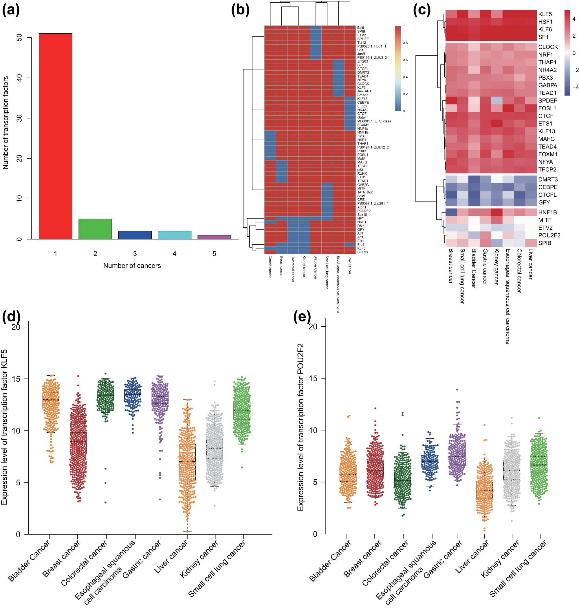 Figure 5 
                  Identification of SE-related malignant tumor-specific and -conservative TFs in eight common malignant tumor samples. (a) The frequency and number of TFs regulated by SEs in eight common malignant tumor samples. (b) A heat map of all the identified TFs in each malignant tumor sample. (c) The expression of all the identified TFs in TCGA RNA-seq data of each malignant tumor sample. The expression was evaluated by taking the average value of FPKM of all samples in TCGA RNA-seq data. (d) The expression of the conservative TF KLF5 in TCGA RNA-seq data of each malignant tumor sample. (e) The expression of the malignant tumor-specific TF POU2F2 in TCGA RNA-seq data of each malignant tumor sample.
               