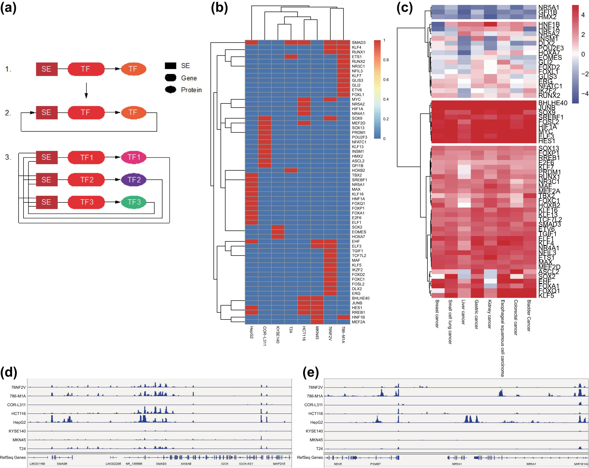 Figure 6 
                  Screening of the SE–TF regulatory network in eight common malignant tumor cell lines. (a) Schematic diagram of SE–TF network. (b) A heat map of the top 10 core TFs in each malignant tumor sample. (c) A heat map of the expression of core TFs in TCGA RNA-seq data. (d) H3K27ac signal intensity of SMAD3 in eight common malignant tumor cell lines. (e) H3K27ac signal intensity of NR5A1 in eight common malignant tumor cell lines.
               