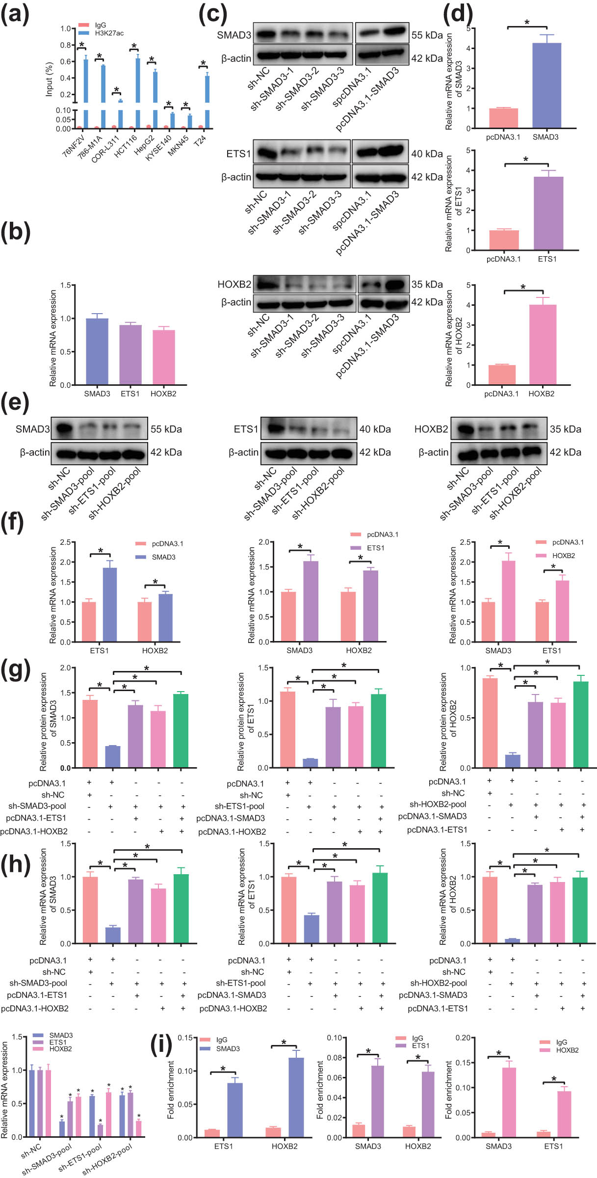 Figure 7 
                  The presence of SE–TF regulatory network consisting of SMAD3, ETS1, and HOXB2 in T24 cells. (a) H3K27ac intensity of SMAD3 in eight common malignant tumor cell lines analyzed by ChIP-PCR. (b) Expression of core TFs of bladder cancer (SMAD3, ETS1, and HOXB2) in T24 cells determined by RT-qPCR. (c) Silencing and overexpression efficiency of SMAD3, ETS1, and HOXB2 in T24 cells determined by western blot analysis. (d) Overexpression efficiency of SMAD3, ETS1, and HOXB2 in T24 cells determined by RT-qPCR. (e) Expression of other two TFs in T24 cells following silencing of any bladder cancer TFs determined by western blot analysis. (f) Expression of other two TFs in T24 cells following overexpression of any bladder cancer TFs determined by RT-qPCR. (g) Expression of other TFs in T24 cells following intervention with two types of bladder cancer TFs determined by western blot analysis. (h) Expression of other TFs in T24 cells following intervention with two types of bladder cancer TFs determined by RT-qPCR. (i) The binding of each TF to the promoter regions of the other two TFs analyzed by ChIP-PCR. *p < 0.05. The experiment was conducted three times independently.
               