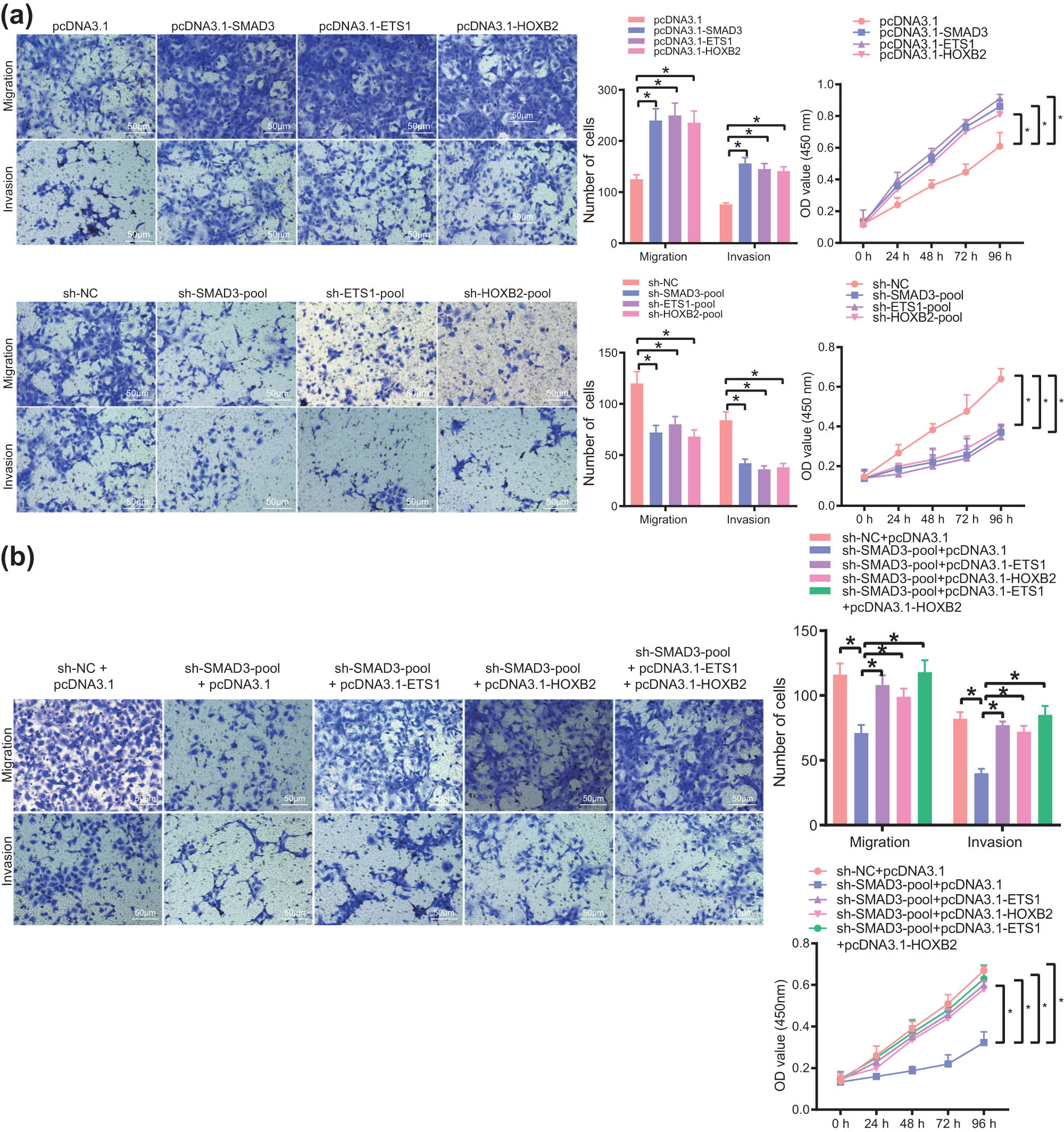 Figure 8 
                  The SE–TF regulatory network consisting of SMAD3, ETS1, and HOXB2 promotes the malignant phenotype of bladder cancer cells. (a) Migration, invasion, and proliferation of T24 cells following overexpression or silencing of SMAD3, ETS1, and HOXB2 measured by Transwell and CCK-8 assays. (b) Migration, invasion, and proliferation of T24 cells following transfection with sh-SMAD3, sh-SMAD3 + pcDNA3.1-ETS1, sh-SMAD3 + pcDNA3.1-HOXB2, or sh-SMAD3 + pcDNA3.1-ETS1 + pcDNA3.1-HOXB2 measured by Transwell and CCK-8 assays. *p < 0.05. The experiment was conducted three times independently.
               