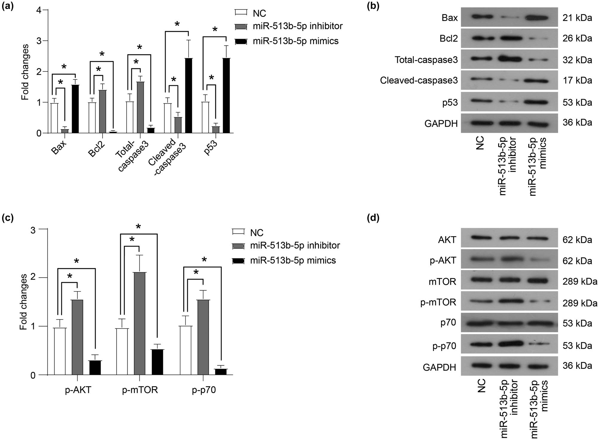 Figure 2 
                  miR-513b-5p inhibits the activation of the AKT/mTOR signaling pathway. (a and b) The protein expression of key proteins related to apoptosis was measured using a western blot. (c and d) The protein expression of key proteins in the AKT/mTOR signaling pathway was measured using western blot. The differences were evaluated using the Mann–Whitney U-test for pair-wise comparisons. *P < 0.05. Each group of (b and d) includes three samples. All experiments were repeated three times independently, and the individual experiments were performed 1 week apart.
               