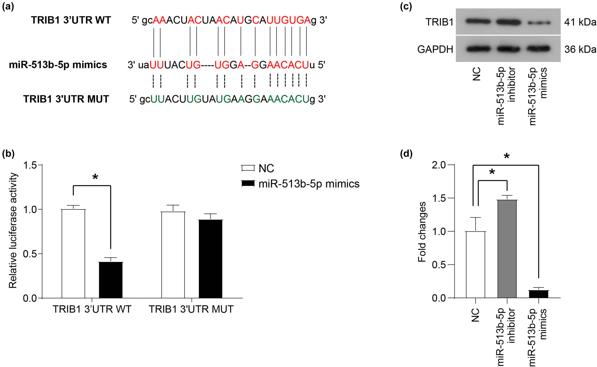 Figure 3 
                  miR-513b-5p can bind to TRIB1 mRNA and regulate its protein expression. (a) The TargetScan software predicted the direct binding site of miR-513b-5p and the 3′UTR region of TRIB1 mRNA. (b) The relative expression of luciferase and direct binding of miR-513b-5p to the 3′UTR region of TRIB1 mRNA was determined by using a double-luciferase assay. (c and d) The protein expression of TRIB1 was measured using a western blot. The differences of (b) were evaluated using one-way ANOVA followed by Tukey’s post hoc test, and the Mann–Whitney U-test for (d). *P < 0.05. Each group of (b and d) includes three samples. All experiments were repeated three times independently, and the individual experiments were performed 1 week apart.
               