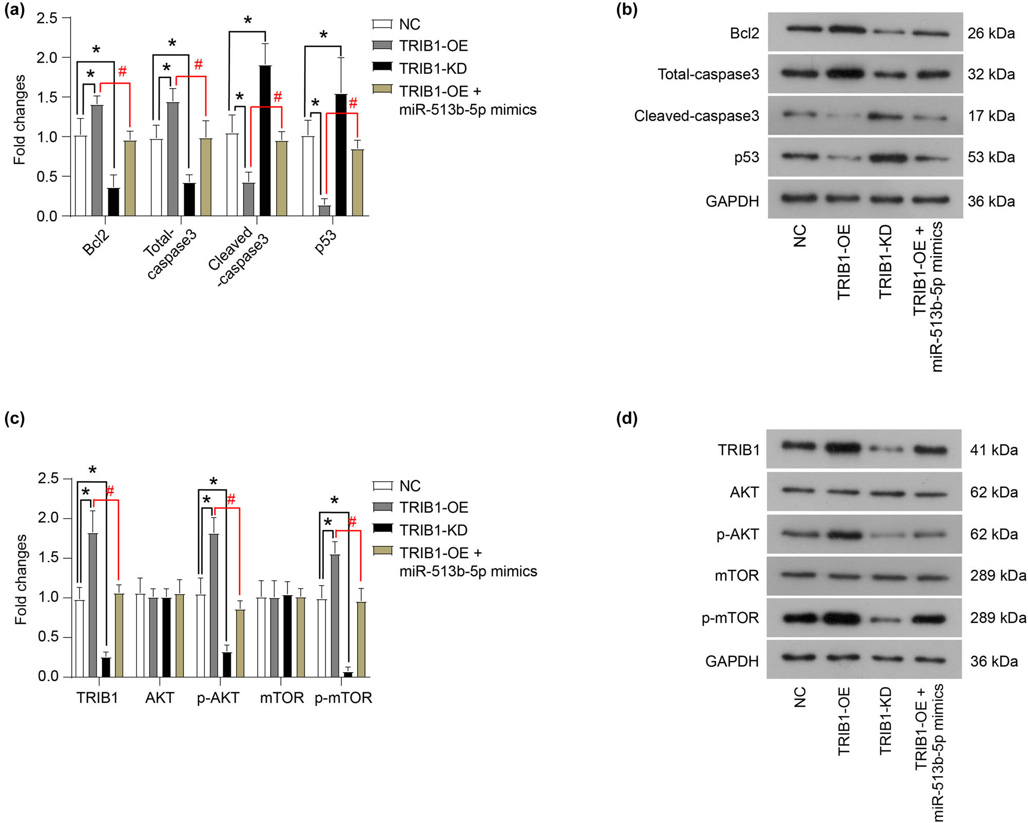 Figure 5 
                  TRIB1 promotes the activation of the AKT/mTOR signaling pathway. (a and b) The protein expression of key proteins related to apoptosis was measured using western blot. (c and d) The protein expression of key proteins in the AKT/mTOR signaling pathway was measured using western blot. The differences were evaluated using the Mann–Whitney U-test for pair-wise comparisons. *P < 0.05, compared to NC; #
                     P < 0.05, compared to TRIB1-OE. Each group of (b and d) includes three samples. All experiments were repeated three times independently, and the individual experiments were performed 1 week apart.
               