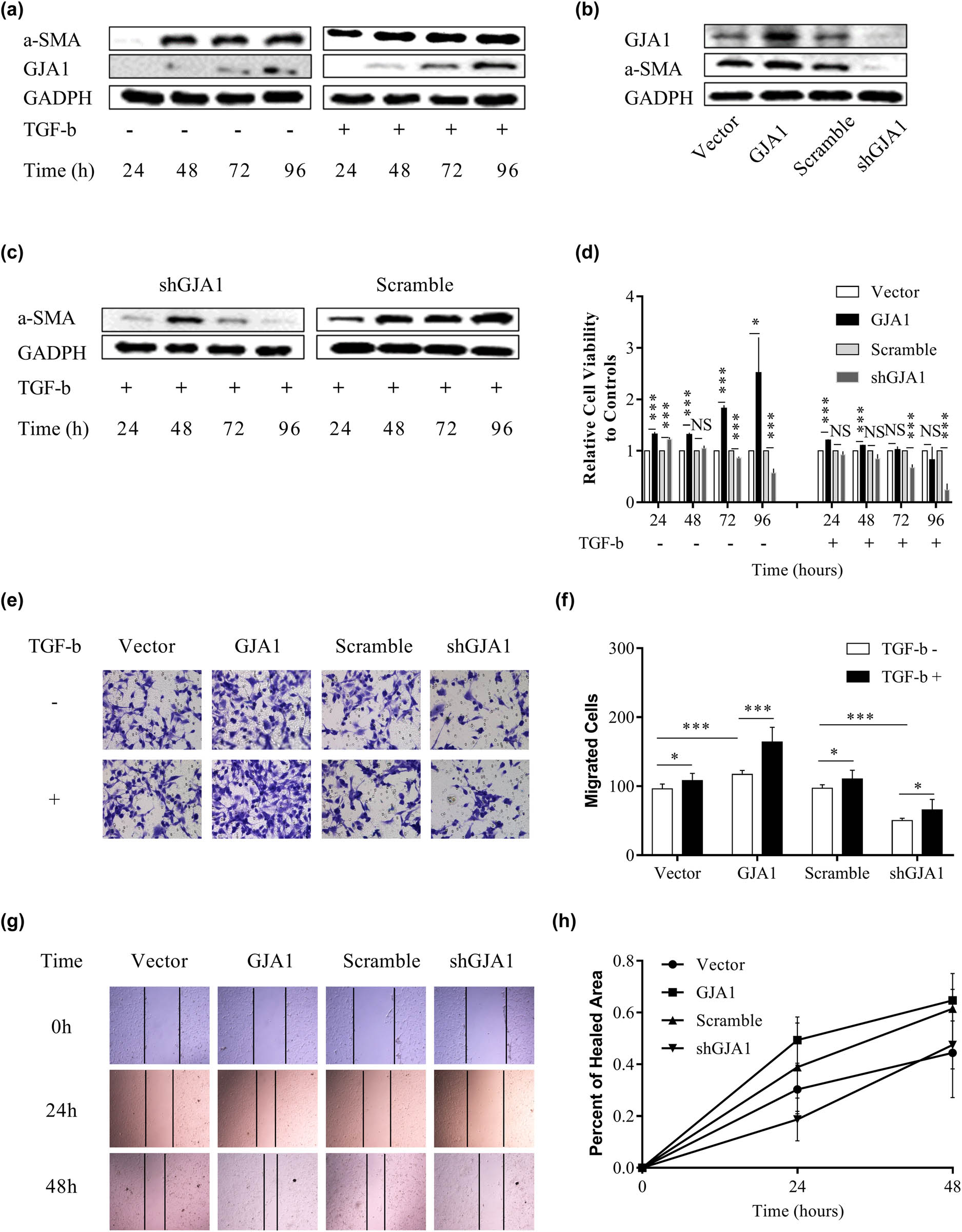 Figure 2 
                  TGF-β-mediated HSC activation and migration are dependent on GJA1. LX2 cells were stimulated with or without TGF-β for 24, 48, 72, and 96 h, and cell lysates were collected and analyzed using western blotting with the indicated antibodies (a). Cell lysates were collected from LX2 stable infectants expressing GJA1, vector control, shGJA1, or scrambled control, followed by western blotting using the indicated antibodies (b). LX2 stable infectants expressing shGJA1 or scrambled control were stimulated with TGF-β for 24, 48, 72, and 96 h, and cell lysates were collected and analyzed by western blotting with the indicated antibodies (c). LX2 stable infectants expressing GJA1, vector control, shGJA1, or scrambled control were seeded into 96-well plates and stimulated with or without TGF-β for 24, 48, 72, and 96 h, followed by cholecystokinin octapeptide-8 assays (d). LX2 stable infectants expressing GJA1, vector control, shGJA1, or scrambled control were stimulated with or without TGF-β for 24 h and analyzed using the Transwell migration assay (e and f). LX2 stable infectants expressing GJA1, vector control, shGJA1, or scrambled control were seeded into 12-well plates and analyzed using the scratch wound-healing assay. Wound closure was photographed at 0, 24, and 48 h and quantitated (g and h). α-SMA, alpha smooth muscle actin; TGF-β, transforming growth factor-β; HSC, hepatic stellate cell; GJA1, gap junction protein, alpha 1.
               