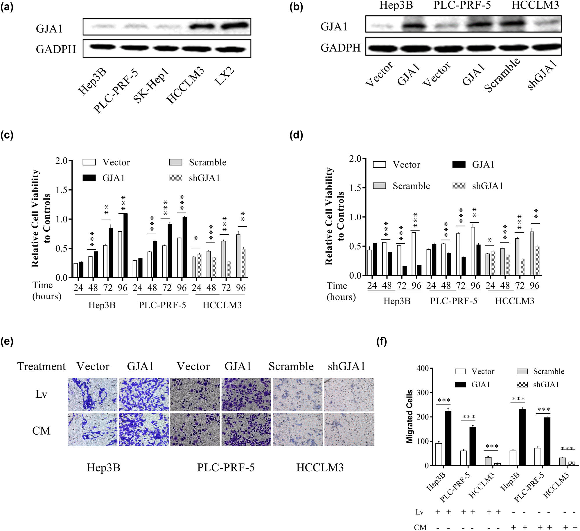 Figure 3 
                  GJA1 differentially affects the proliferation and migration of cultured HCC cells. The intrinsic expression of GJA1 in cultured HCC cells and HSCs was analyzed by western blotting (a). HEP3B and PLC-PRF-5 cells with low to moderate malignant potencies were transduced with lentiviruses carrying GJA1 or vector control, while HCCLM3 cells with a high tendency for pulmonary metastasis were transduced with shGJA1 or scrambled control. Cell lysates were analyzed by western blotting (b). HCC cells transduced with lentiviruses expressing GJA1, vector control, shGJA1, or scramble control were seeded into 96-well plates and analyzed using the cholecystokinin octapeptide-8 assay (c). HCC cells stimulated with conditioned medium from HSCs transduced with the indicated lentiviruses were seeded into 96-well plates and analyzed using the cholecystokinin octapeptide-8 assay (d). HCC cells transduced with the indicated lentiviruses or stimulated with CM from HSCs transduced with indicated lentiviruses were analyzed using the Transwell migration assay (e and f). CM, conditioned medium; GJA1, gap junction protein, alpha 1; HCC, hepatocellular carcinoma; HSC, hepatic stellate cell; Lv, lentiviruses.
               