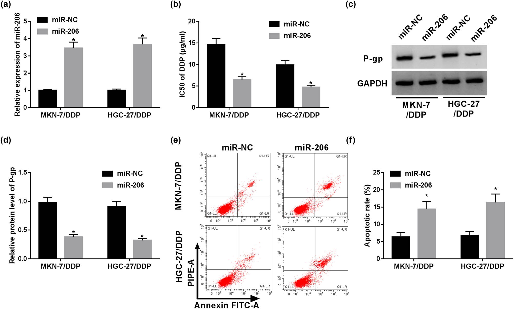 Figure 3 
                  Overexpression of miR-206 suppresses cisplatin resistance of resistant GC cells. The expression of miR-206 (a), IC50 of cisplatin (b), P-gp protein level (c and d) and apoptosis (e and f) were detected in MKN-7/DDP and HGC-27/DDP cells with transfection of miR-206 mimic or miR-NC via RT-qPCR, MTT, Western blot and flow cytometry, respectively. *P < 0.05.
               