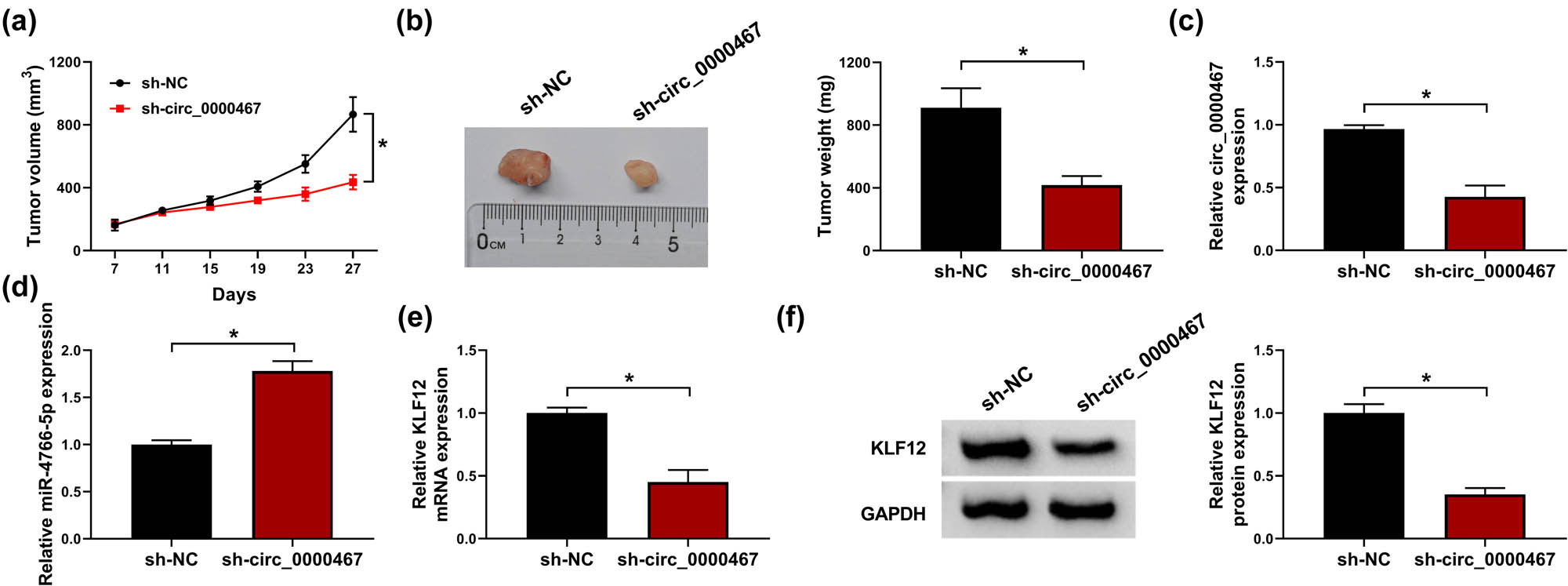 Figure 8 
                  circ_0000467 downregulation retarded tumorigenesis of CRC in vivo via the miR-4766-5p/KLF12 axis. (a) Tumor volume of sh-NC or sh-circ_0000467 group was measured every 4 days after cell inoculation for 1 week. (b) Tumor tissues were weighed on an electronic scale. (c and d) The RT-qPCR was conducted to examine the expression of circ_0000467 and miR-4766-5p in tissues. (e and f) KLF12 mRNA (e) and protein (f) levels were tested using RT-qPCR and WB. *P < 0.05.
               