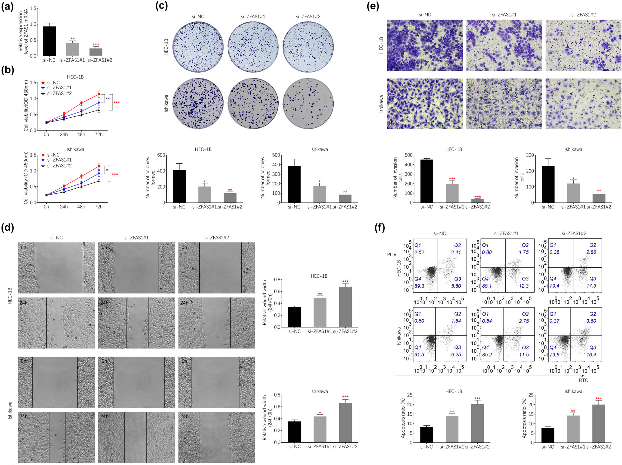 Figure 2 
                  Silence of ZFAS1 suppressed endometrial carcinoma cell growth and metastasis. (a) Transfection with si-ZFAS1#1 or #2 decreased expression of ZFAS1 in HEC-1B. (b) Transfection with si-ZFAS1#1 and #2 decreased cell viability of HEC-1B and Ishikawa. (c) Transfection with si-ZFAS1#1 and #2 suppressed cell proliferation of HEC-1B and Ishikawa. (d) Transfection with si-ZFAS1#1 and #2 suppressed cell migration of HEC-1B and Ishikawa. (e) Transfection with si-ZFAS1#1 and #2 suppressed cell invasion of HEC-1B and Ishikawa. (f) Transfection with si-ZFAS1#1 and #2 promoted cell apoptosis of HEC-1B and Ishikawa.**p < 0.01 and ***p < 0.0001.
               