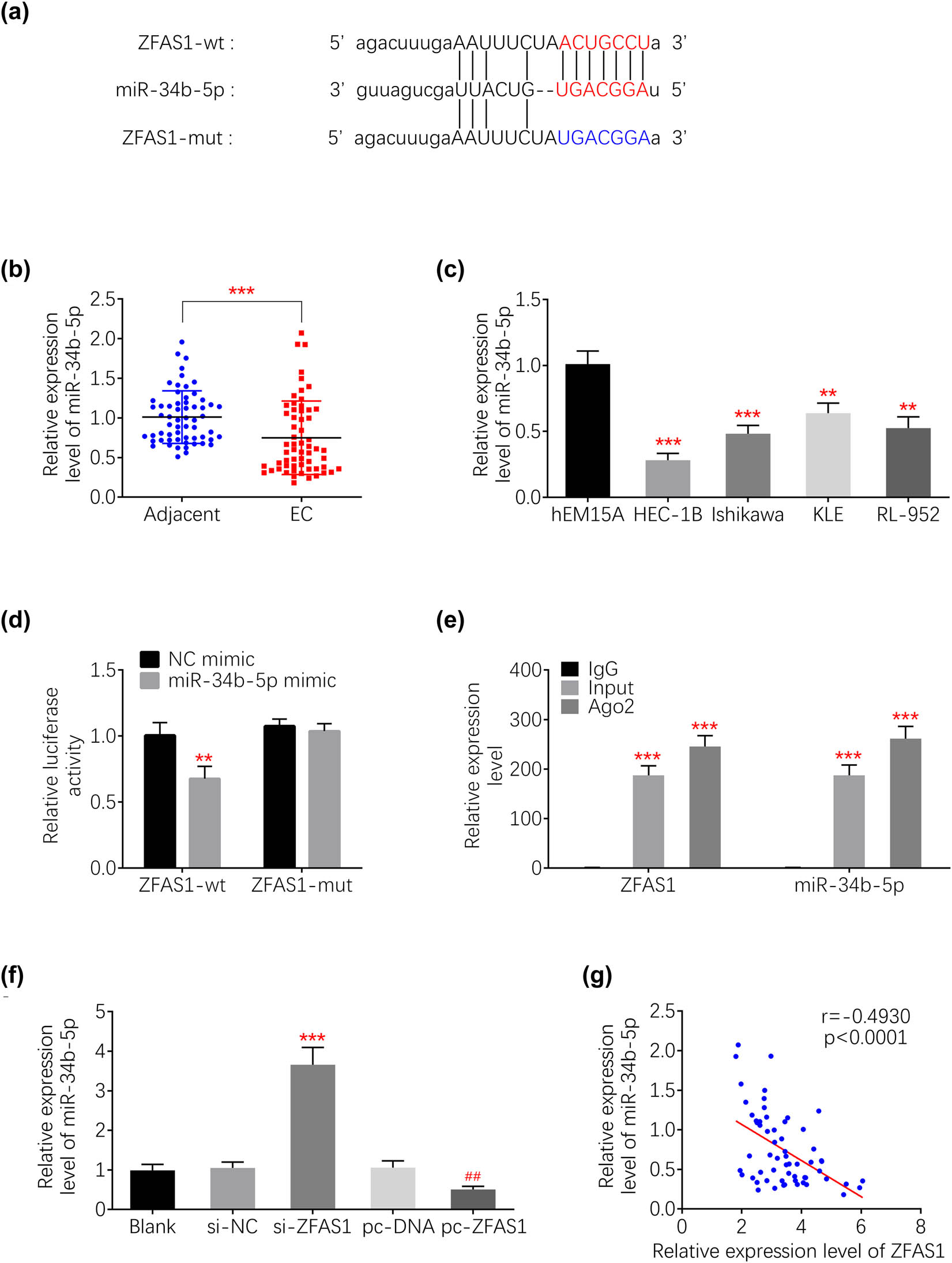 Figure 3 
                  ZFAS1 bind to miR-34b. (a) Potential binding site between ZFAS1 and miR-34b. (b) miR-34b was reduced in the endometrial carcinoma tissues compared to adjacent tissues. (c) miR-34b was reduced in the endometrial carcinoma cell lines (HEC-1B, Ishikawa, KLE and RL-952) compared to hEM15A. (d) miR-34b mimic decreased activity of wild type pmirGLO-ZFAS1, while it had no significant effect on mutant pmirGLO-ZFAS1. (e) Expression of miR-34b was decreased in HEC-1B transfected with si-ZFAS1#2, while increased by pcDNA-mediated over-expression of ZFAS1. (f) Negative correlation between ZFAS1 and miR-34b in endometrial carcinoma tissues. **, ##
                     p < 0.01 and ***p < 0.0001.
               
