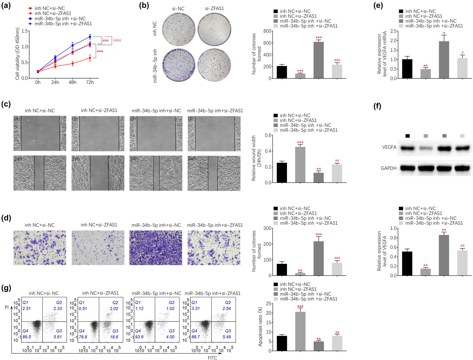 Figure 5 
                  Silence of ZFAS1 suppressed endometrial carcinoma cell growth and metastasis through increase in miR-34b. (a) Transfection with miR-34b inhibitor increased cell viability of HEC-1B, and attenuated ZFAS1 silence-induced decrease in cell viability. (b) Transfection with miR-34b inhibitor increased cell proliferation of HEC-1B, and attenuated ZFAS1 silence-induced decrease in cell proliferation. (c) Transfection with miR-34b inhibitor increased cell migration of HEC-1B, and attenuated ZFAS1 silence-induced decrease in cell migration. (d) Transfection with miR-34b inhibitor increased cell invasion of HEC-1B, and attenuated ZFAS1 silence-induced decrease in cell invasion. (e) Transfection with miR-34b inhibitor increased mRNA expression of VEGFA, and attenuated ZFAS1 silence-induced decrease in VEGFA. (f) Transfection with miR-34b inhibitor increased protein expression of VEGFA, and attenuated ZFAS1 silence-induced decrease in VEGFA. (g) Transfection with miR-34b inhibitor decreased cell apoptosis of HEC-1B, and attenuated ZFAS1 silence-induced increase in cell apoptosis. *, #
                     p < 0.05, **, ##
                     p < 0.01 and ***, ###
                     p < 0.0001.
               