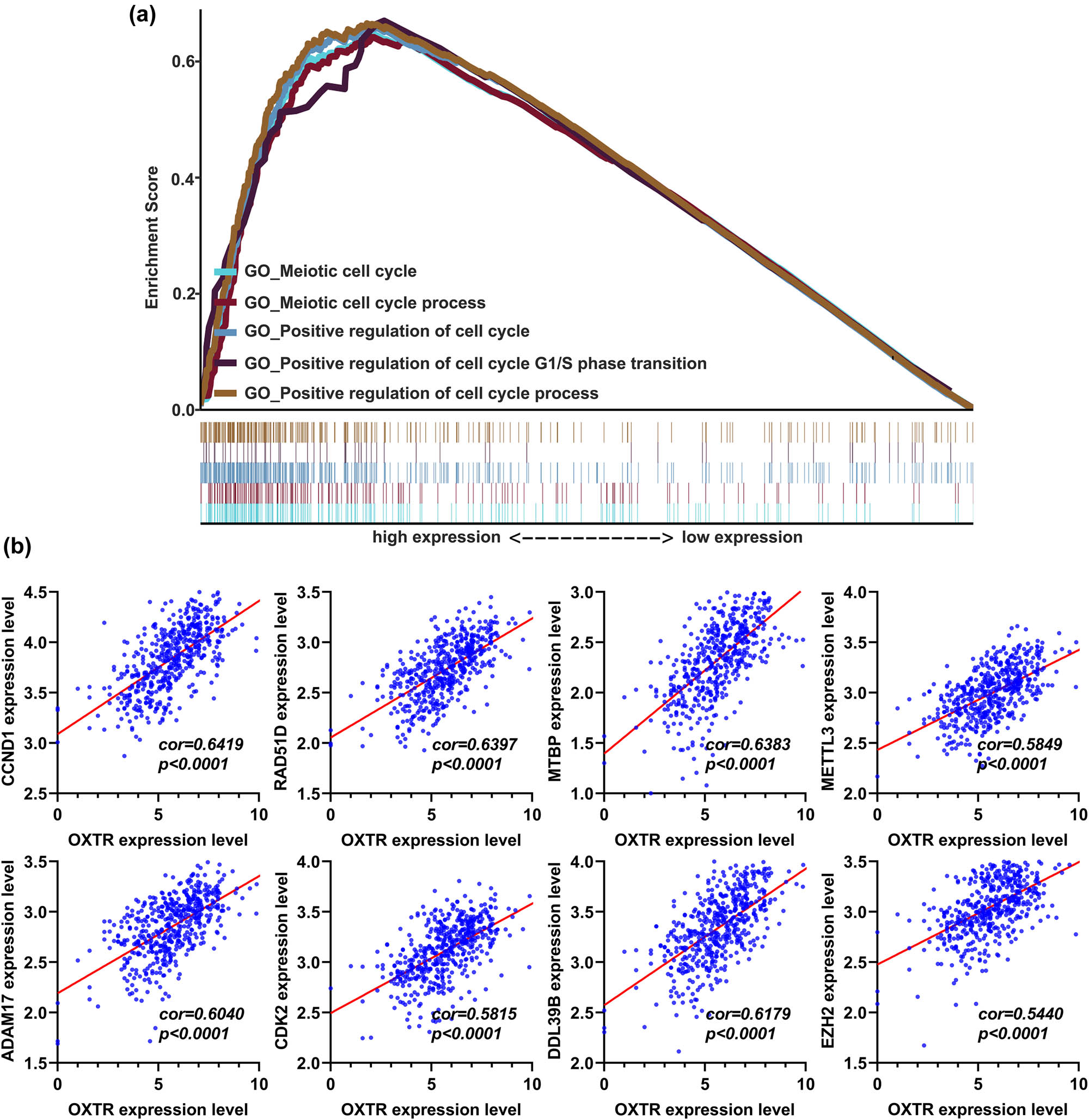 Figure 5 
                  GO enrichment analysis of the correlation between OXTR mRNA level and genes related to cell cycle regulation. (a) Gene set enrichment analysis of the correlation between OXTR expression and mRNA levels of genes involved in cell cycle regulation. (b) Correlation analysis between OXTR expression and mRNA levels of genes involved in cell cycle regulation. GO, gene ontology.
               