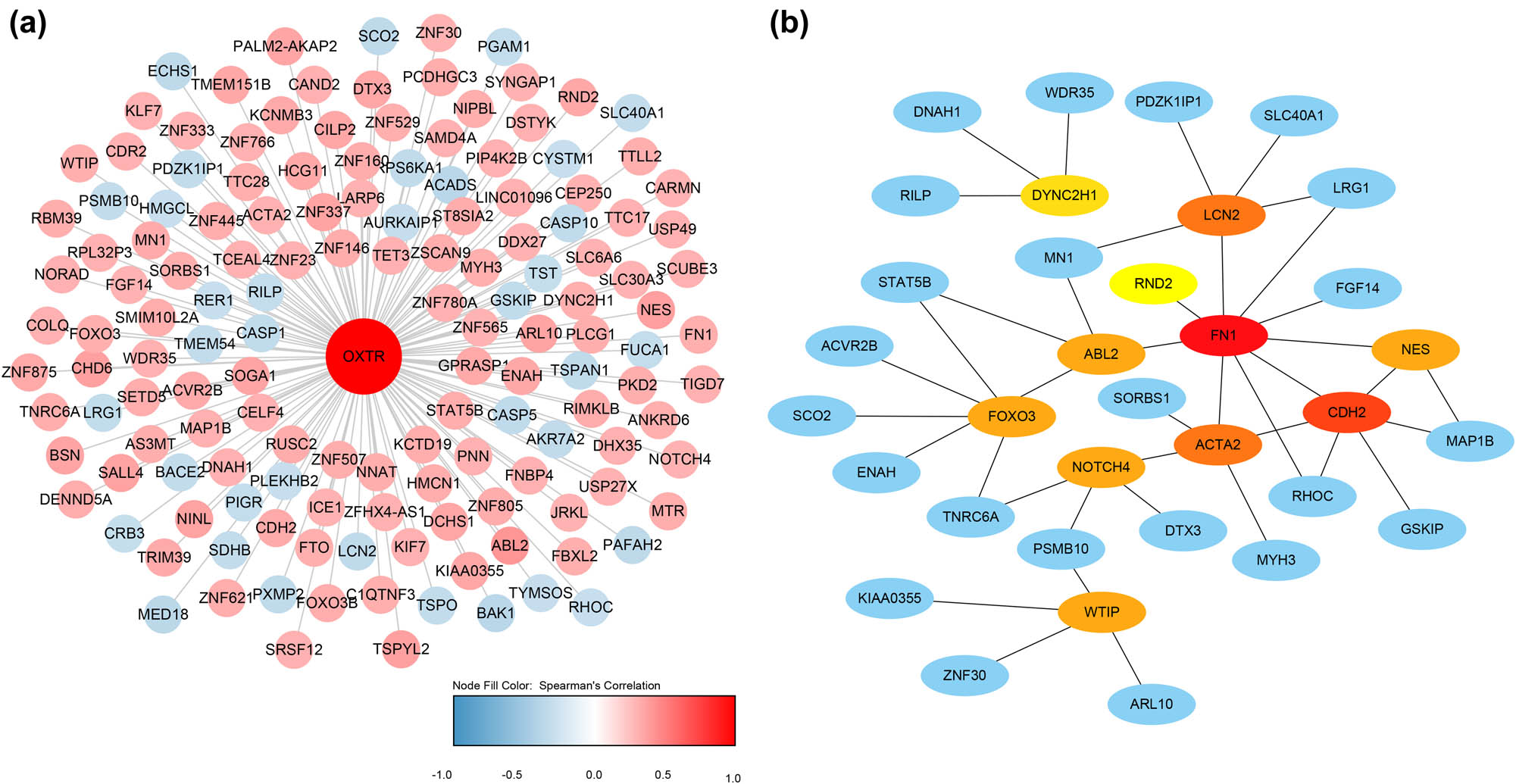 Figure 7 
                  PPI and gene co-expression network analysis. (a) Hub genes of the PPI network. (b) Gene co-expression networks. Blue indicates genes that are negatively related to OXTR, and red indicates genes that are positively related to OXTR. The darker the color, the stronger the correlation.
               
