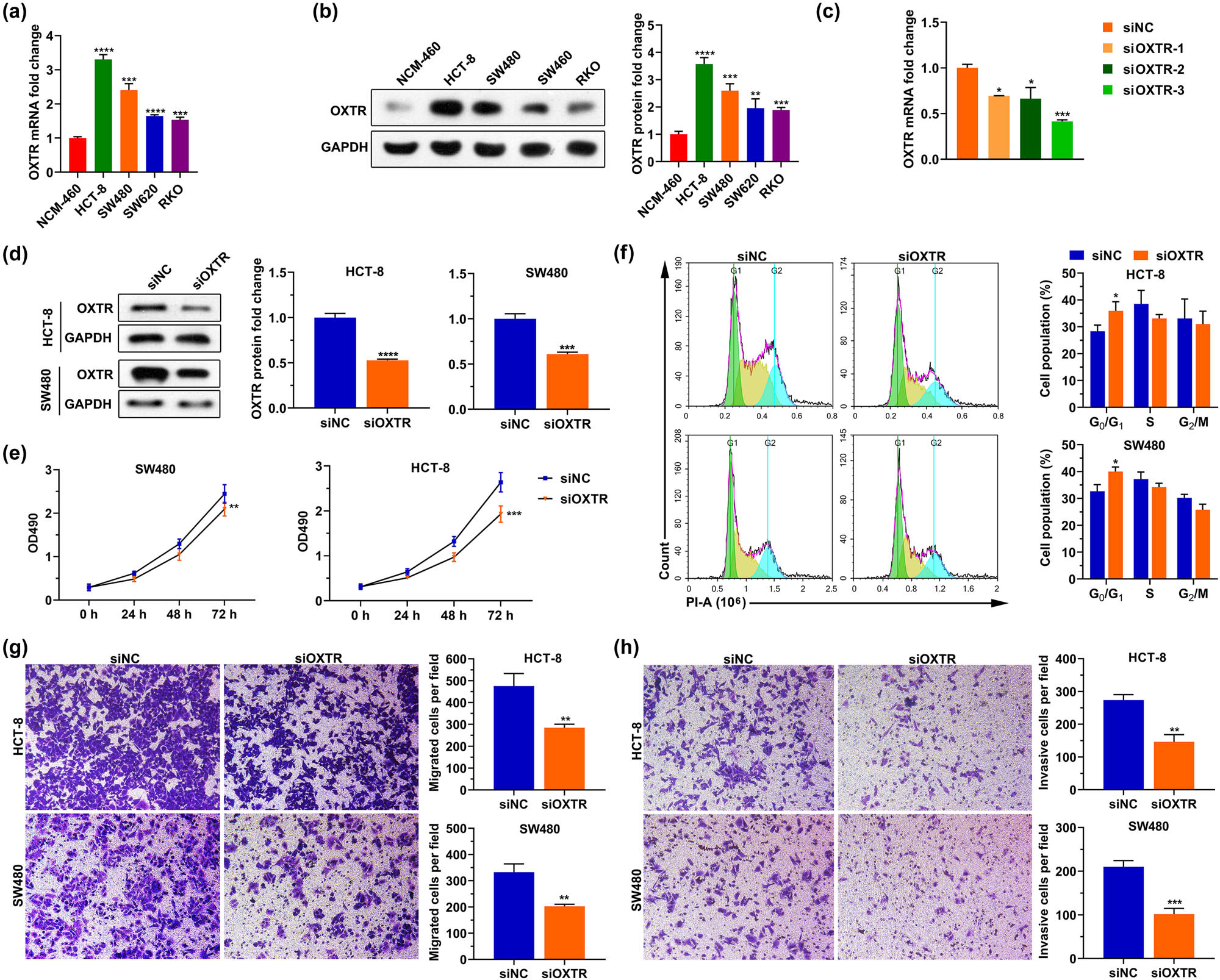 Figure 9 
                  Silencing OXTR inhibits cell proliferation, migration, and invasion. (a and b) OXTR mRNA (a) and protein (b) levels in human normal colonic epithelial cell line (NCM-460) and COAD cell lines (HCT-8, SW480, SW620, and RKO). (c and d) After HCT-8 and SW480 cells were transfected with siOXTR, qPCR (c) and western blotting (d) assays were used to analyze the levels of OXTR mRNA and protein in the cells, respectively. (e‒h) After silencing OXTR, MTT assay, PI staining, and transwell assay were used to detect cell proliferation (e), cell cycle (f), migration (g), and invasion (h). siOXTR: small interfering RNA of OXTR; siNC: the negative control of siOXTR; PI: propidium iodide. *: p < 0.05, **: p < 0.01, ***: p < 0.001, ****: p < 0.0001.
               