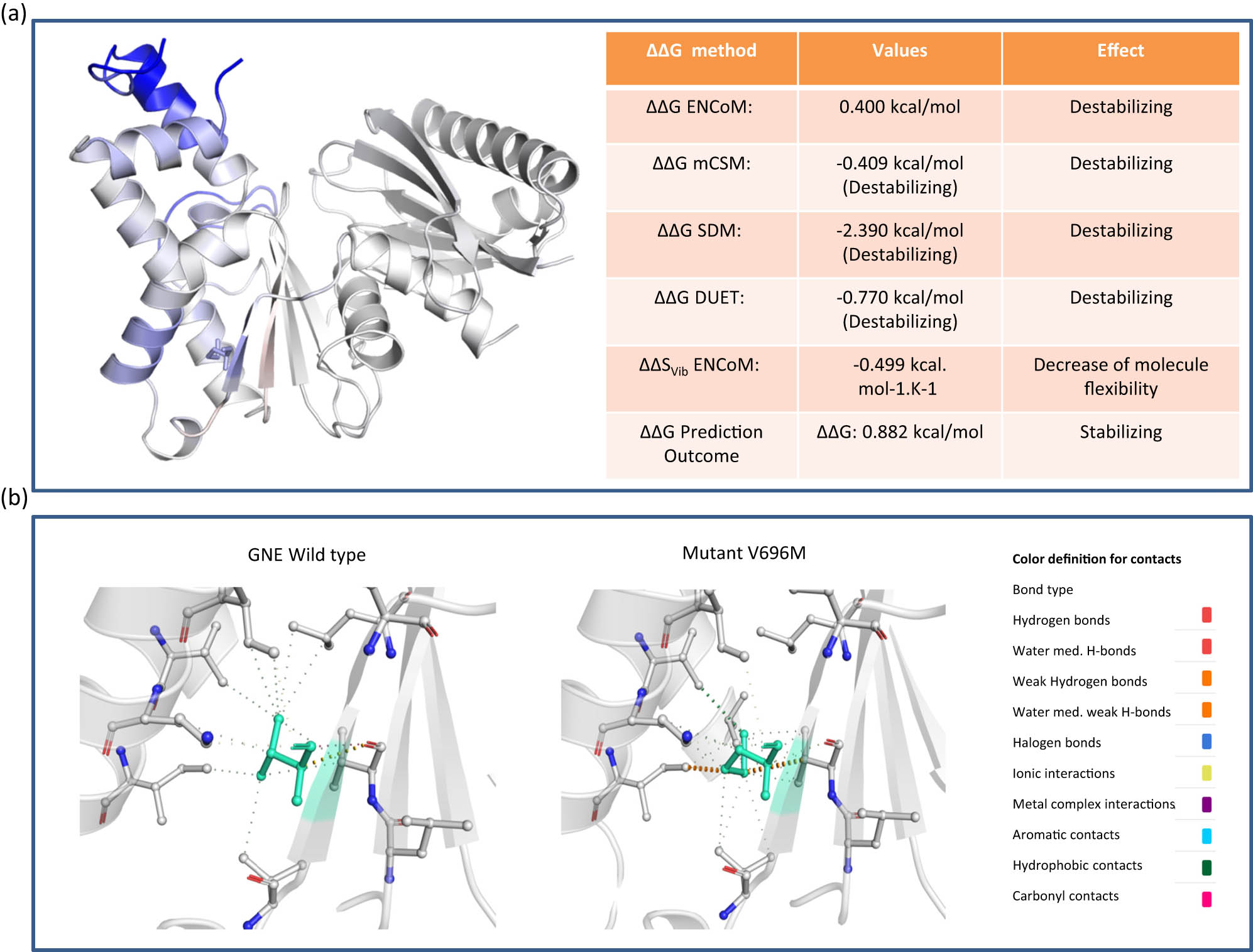 Figure 2
DynaMut analysis results: (a) ΔG prediction outcome using different methods (amino acids colored according to vibrational entropy change upon mutation, here blue color represents a rigidification of the structure); and (b) interaction associated changes in GNE WT and Mut forms.