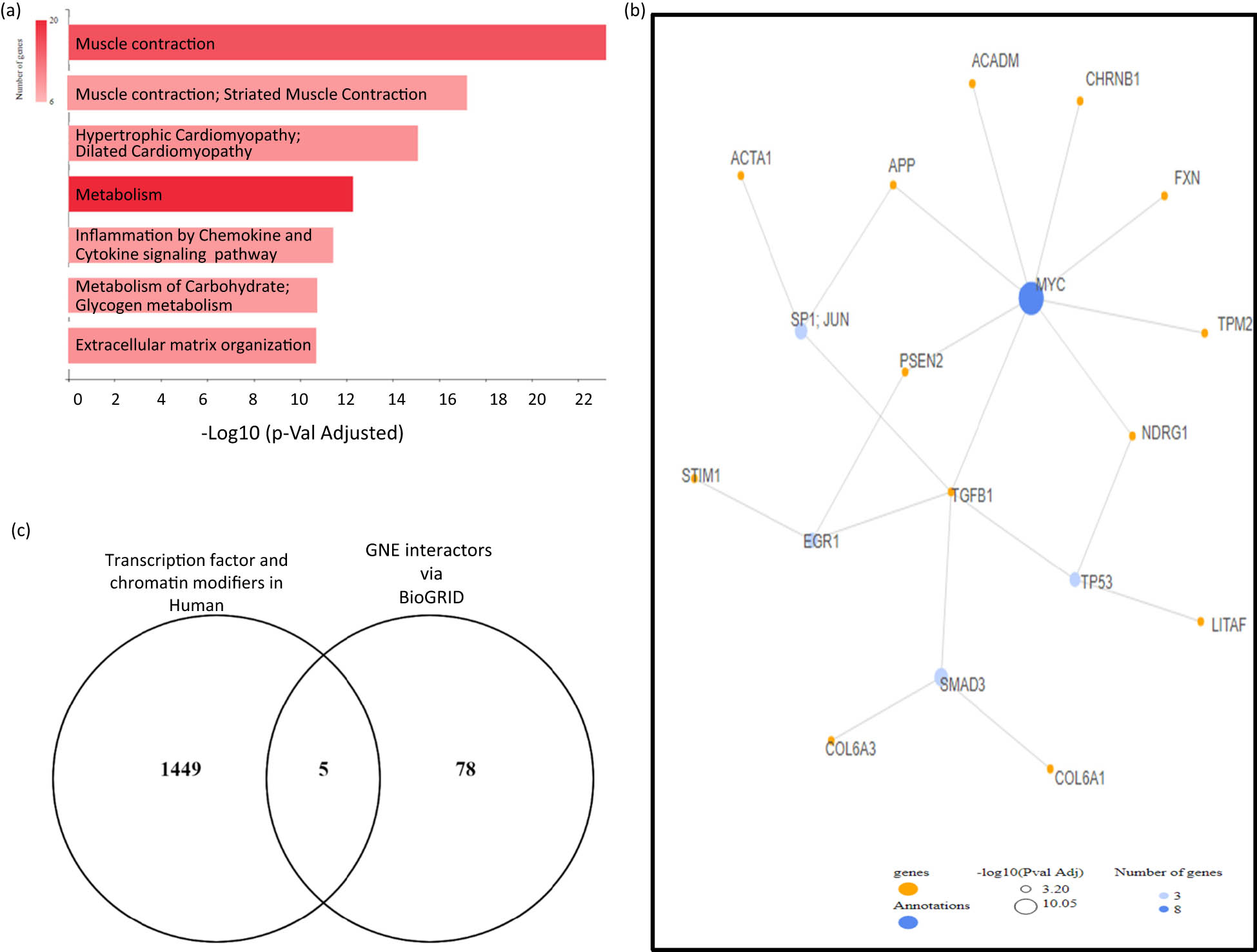 Figure 4
(a) The reported differential genes in patients with V727M mutant were analyzed using GeneCodis to identify key pathways involved. (b) Key transcription pathways and the tartget genes regulated as per GeneCodis tool. (c) Common TFs identified via human transcription factor or chromatin modifiers and BioGRID-based GNE protein interaction network.