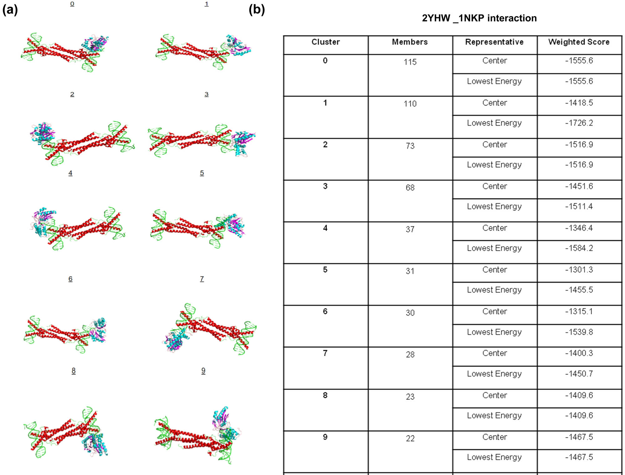 Figure 5
ClusPro-based analysis of molecular docking results: (a) top 10 predicted interactions of GNE protein domain (2YHW) and the MYC domain (PDB entery 1NKP) and (b) cluster scores for each predicted interaction.