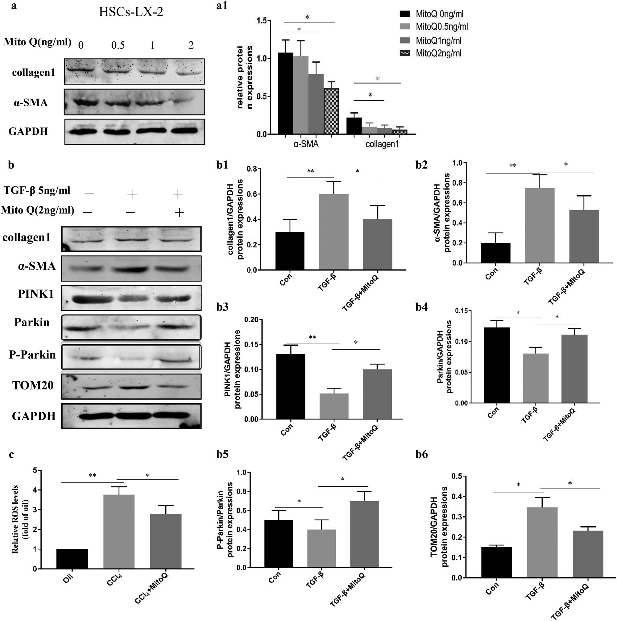 Figure 3 
                  Mitophagy decreases with the LX-2 activation, and MitoQ enhances mitophagy and reduces ROS levels. (a) TGB-β to activate the LX-2 in vitro, Western blot analysis showing collagen 1 and α-SMA expression in LX-2 cells treated with different concentrations of MitoQ. (a1) Columns represent the gray-scale value of α-SMA and collagen 1 expression. Data show the mean ± standard deviation. Experiments were repeated three times. *P < 0.05. (b) Western blot analysis showing collagen 1, α-SMA, PINK1, parkin, P-parkin, and TOM20 expression with TGF-β stimulation and MitoQ intervention in LX-2 cells. (b1) Columns represent the gray-scale value of collagen 1 expression. (b2) Columns represent the gray-scale value of the α-SMA expression. (b3) Columns represent the gray-scale value of the PINK1 expression. (b4) Columns represent the gray-scale value of parkin expression. (b5) Columns represent the gray-scale value of P-parkin expression. (b6) Columns represent the gray-scale value of TOM20 expression. Data show the mean ± standard deviation. Experiments were repeated three times. *P < 0.05, and **P < 0.01. (c) ROS probe was used to detect the levels of ROS in LX-2 cells, *P < 0.05, and **P < 0.01.
               