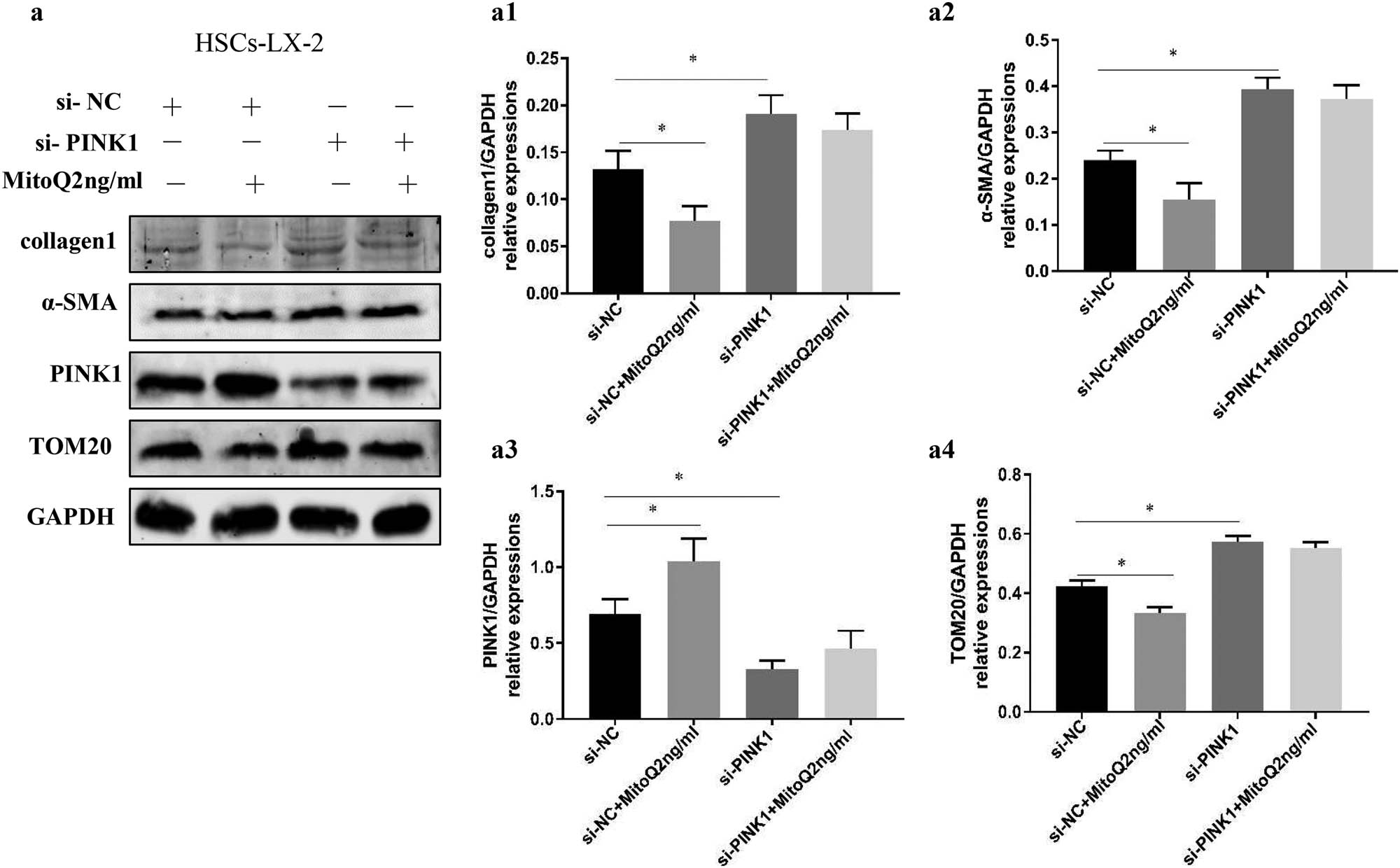 Figure 4 
                  MitoQ inhibits HSC activation by enhancing mitophagy. (a) LX-2 cells stimulated by MitoQ showed reduced α-SMA, collagen 1, and TOM20 expression (si-NC vs si-NC + MitoQ). The PINK1 knockdown to inhibit mitophagy increased the expression of α-SMA, collagen 1, and TOM20 expression in the LX-2 cells (si-NC vs si-PINK1), but the expression of α-SMA, collagen1, and TOM20 were not affected by stimulation with MitoQ (si-PINK1 vs si-PINK1 + MitoQ). (a1) Columns represent the gray-scale value of collagen 1 expression. (a2) Columns represent the gray-scale value of the α-SMA expression. (a3) Columns represent the gray-scale value of the PINK1 expression. (a4) Columns represent the gray-scale value of TOM20 expression. Data show the mean ± standard deviation. Experiments were repeated three times. *P < 0.05.
               