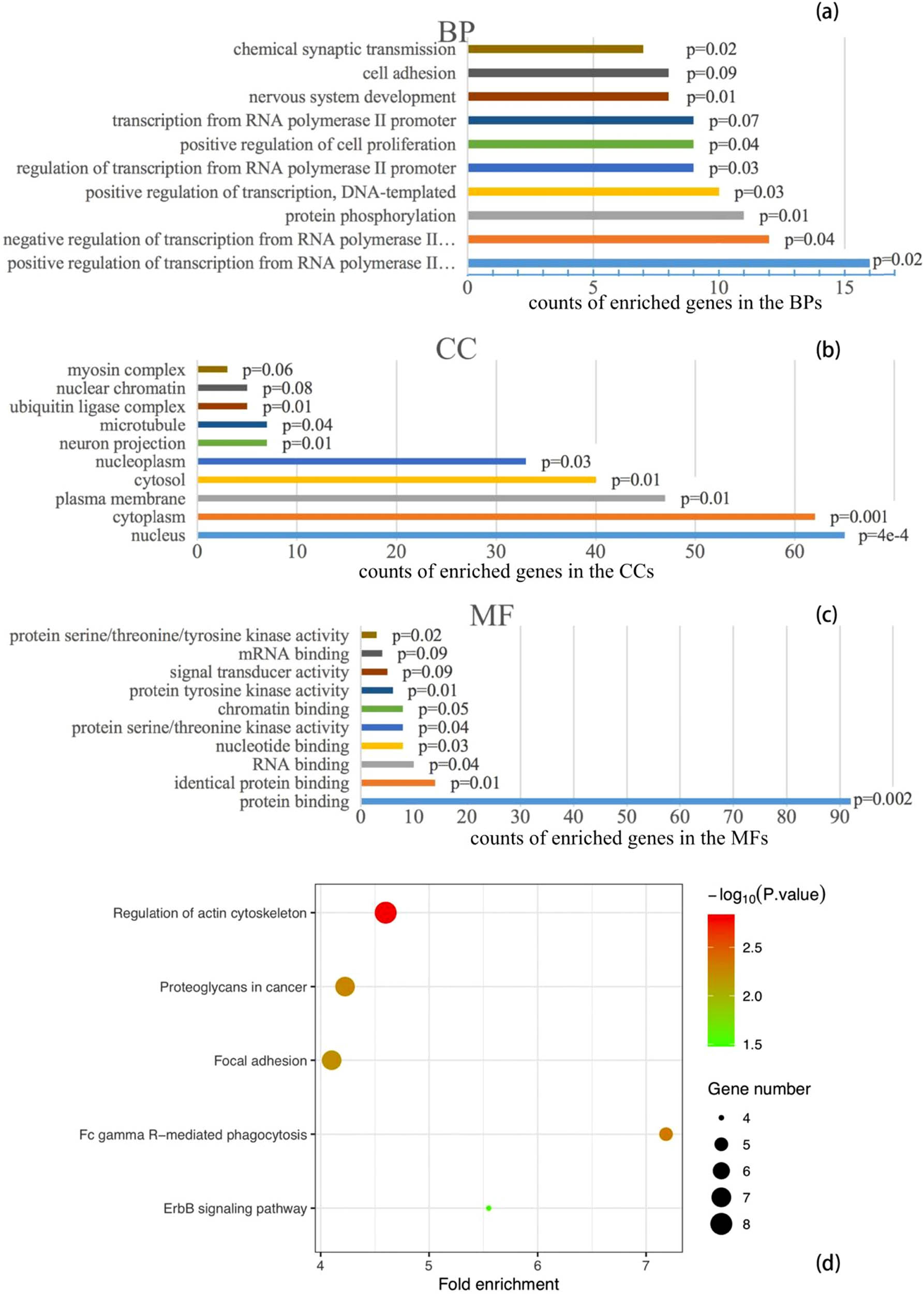 Figure 2 
                  Top 10 gene counts of enrichment in BPs (a), CCs (b), and MFs (c), and KEGG pathways (d). Note: bar colors in (a), (b), and (c) only represent intuitive distinguishing of entries, not any scale of values.
               