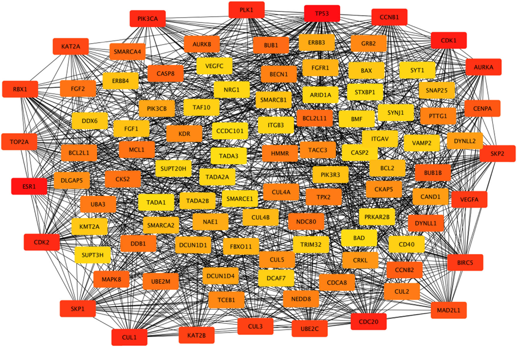 Figure 3 
                  The PPI network associated with the 164 gene targets. Note: Box colors only represent relative comparison of connection counts of boxes in the network. Deeper red represents more connections.
               