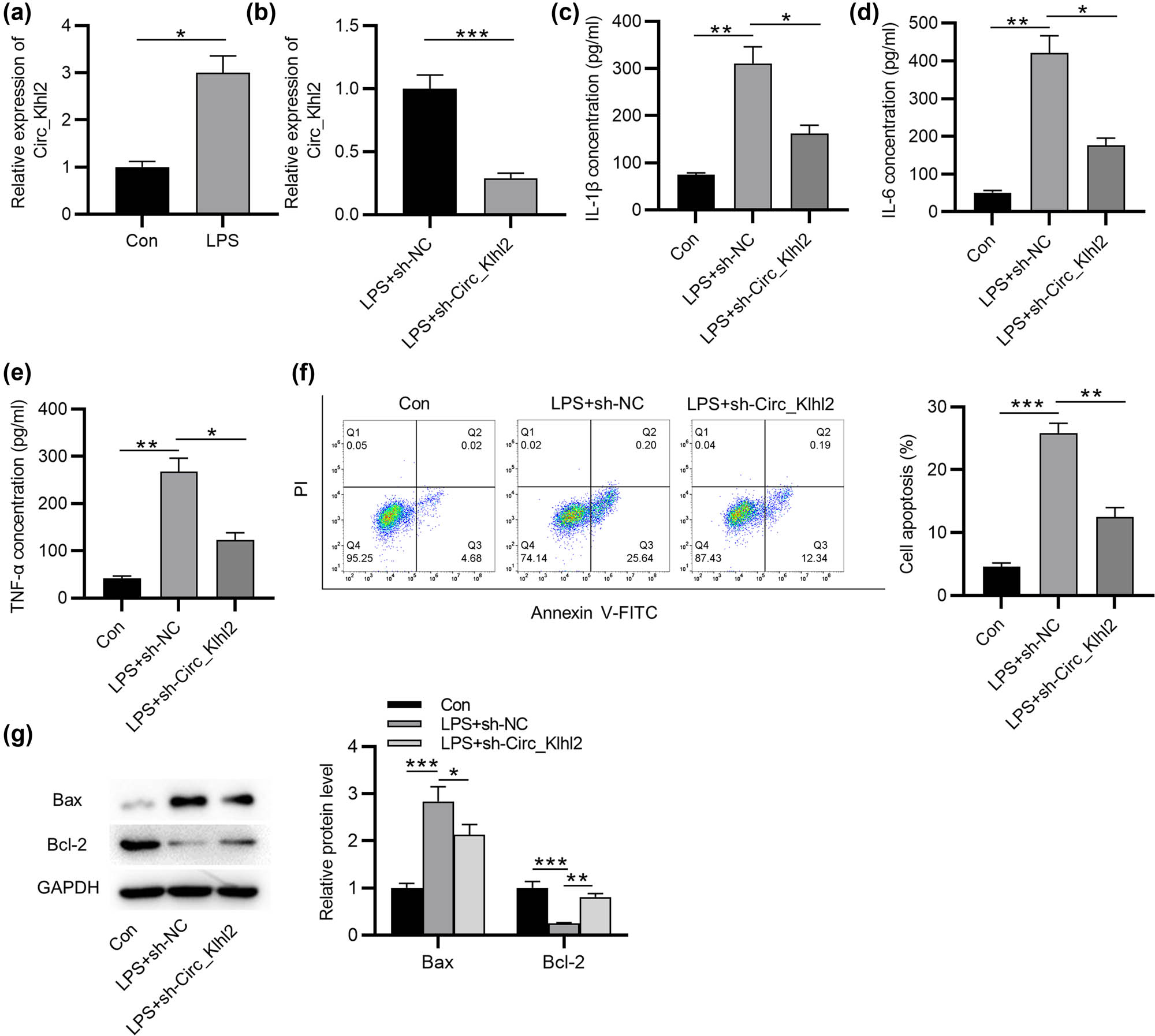Figure 1 
                  Circ_0001679 knockdown inhibits cell apoptosis and inflammation. (a and b) RT-qPCR analysis of circ_0001679 expression in MLE-12 cells under the indicated treatment. (c–e) ELISA of the concentrations of IL-1β, IL-6, and TNF-α in MLE-12 cells under the indicated treatment. (f) Flow cytometry analysis of the apoptosis of MLE-12 cells under the indicated treatment. (g) Western blot analysis of the Bax and Bcl-2 protein levels in MLE-12 cells under the indicated treatment. Data are shown as the mean value ± SD. The experiments were repeated three times. *p < 0.05, **p < 0.01, and ***p < 0.001.
               