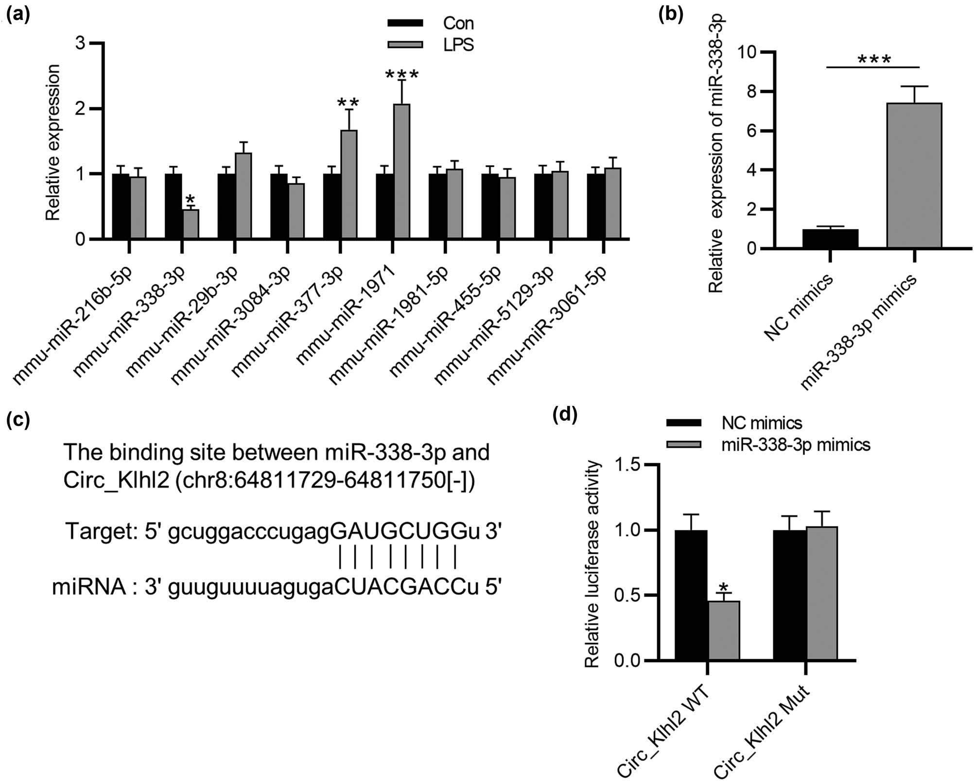 Figure 2 
                  Circ_0001679 binds to miR-338-3p. (a) RT-qPCR analysis of the expression of candidate miRNAs in LPS-treated MLE-12 cells. (b) RT-qPCR analysis of the transfection efficiency of miR-338-3p mimics in MLE-12 cells. (c) The binding site of miR-338-3p in circ_0001679 (chr8:64811729-64811750[−]) predicted in starBase. (d) Luciferase reporter assay of the binding ability of miR-338-3p to circ_0001679. Data are shown as the mean value ± SD. The experiments were repeated three times. *p < 0.05, **p < 0.01, and ***p < 0.001.
               