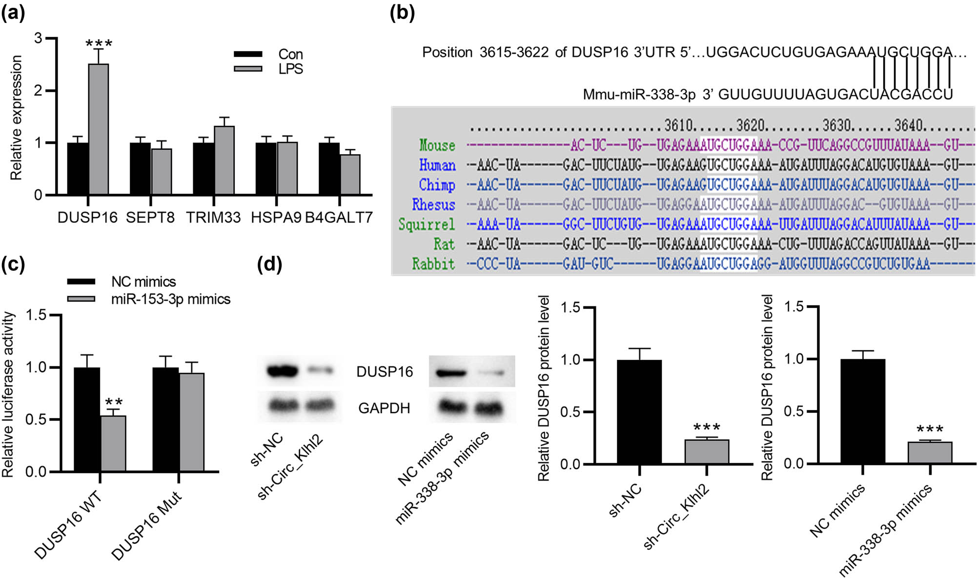 Figure 3 
                  DUSP16 is targeted by miR-338-3p. (a) RT-qPCR analysis of the expression of candidate targets in LPS-treated MLE-12 cells. (b) The binding site of miR-338-3p in DUSP16 3'-UTR predicted in TargetScan. (c) Luciferase reporter assay of the binding ability of miR-338-3p to DUSP16. (d) Western blot analysis of the DUSP16 protein level in MLE-12 cells under the indicated transfection. Data are shown as the mean value ± SD. The experiments were repeated three times. **p < 0.01 and ***p < 0.001.
               