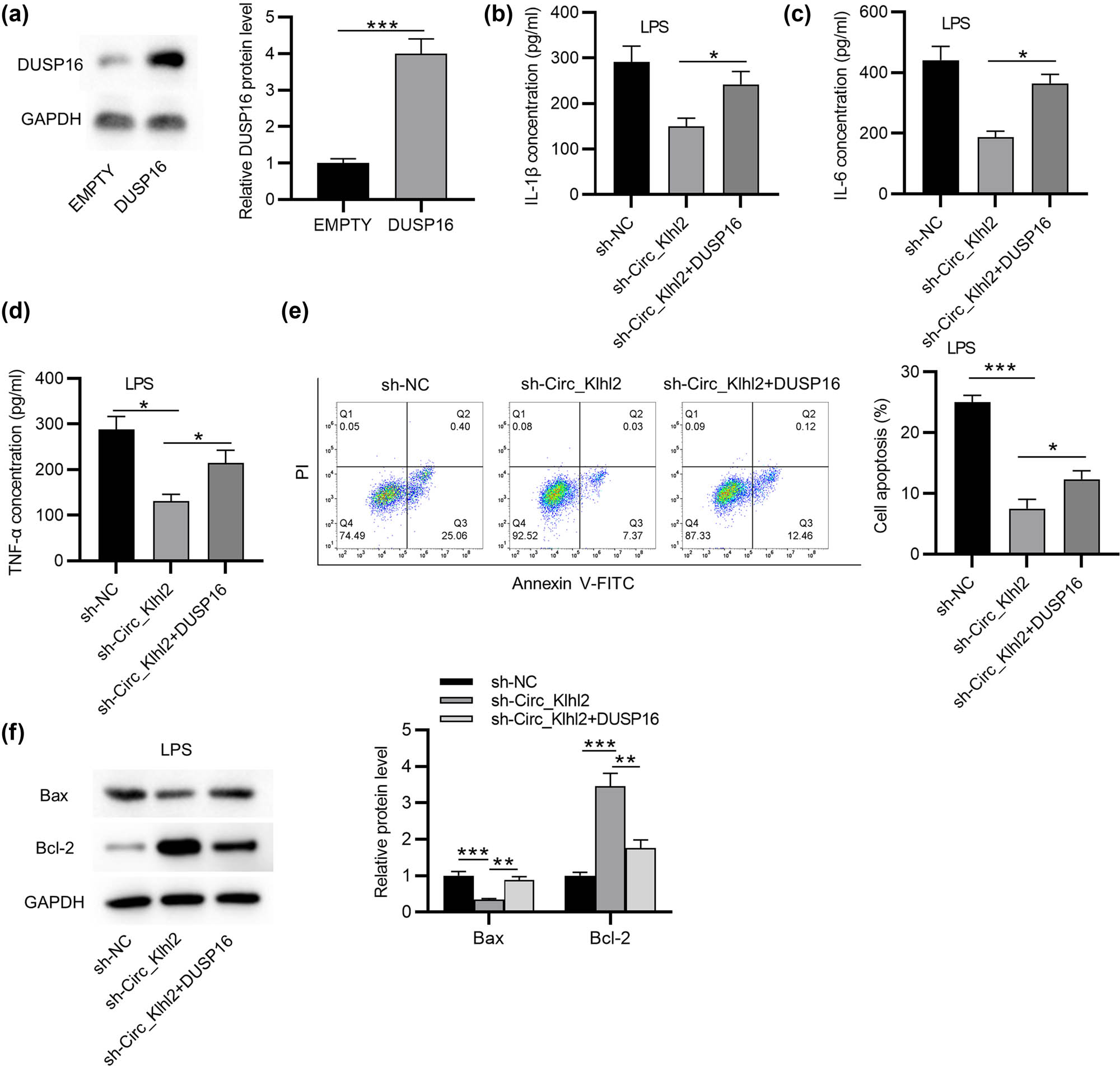 Figure 4 
                  Circ_0001679 promotes cell apoptosis and inflammatory response by upregulating DUSP16. (a) Western blot analysis of DUSP16 expression in MLE-12 cells after transfection with pcDNA3.1/DUSP16. (b–d) ELISA of the concentrations of IL-1β, IL-6, and TNF-α in MLE-12 cells under the indicated treatment. (e) Flow cytometry analysis of the apoptosis of MLE-12 cells under the indicated treatment. (f) Western blot analysis of the Bax and Bcl-2 protein levels in MLE-12 cells under the indicated treatment. Data are shown as the mean value ± SD. The experiments were repeated three times. *p < 0.05, **p < 0.01, and ***p < 0.001.
               
