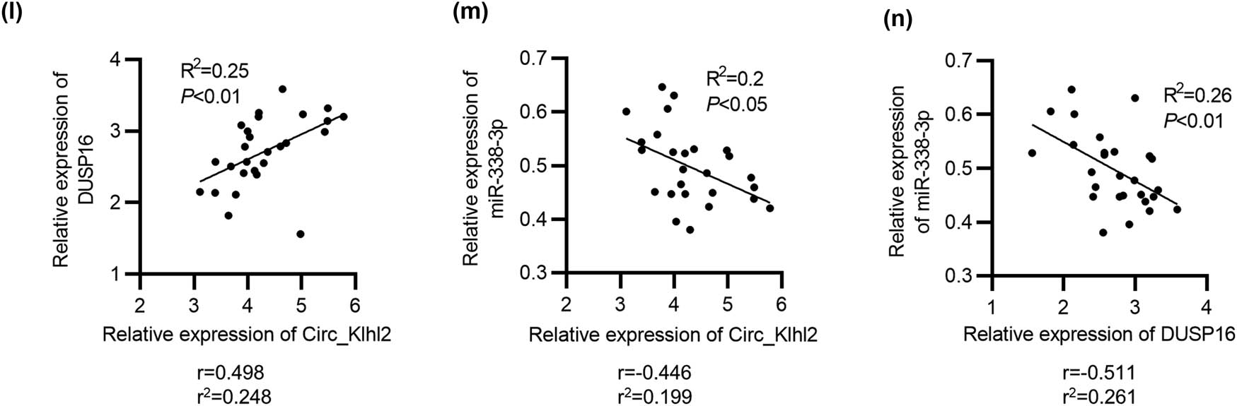 Figure 5 
                  Circ_0001679 knockdown alleviates lung injury and reduces inflammation in ALI mice. (a) The histological changes in lungs of ALI mice and sham mice were analyzed by hematoxylin and eosin staining. (b) Lung injury scores were analyzed and recorded. (c) Lung W/D ratio of mice and (d) lung permeability index in the lung tissues. (e–g) ELISA of the concentrations of IL-1β, IL-6, and TNF-α in the BALF and the lung tissues in each group. (h) Western blot analysis of the Bax and Bcl-2 protein levels in the lung tissues in each group. RT-qPCR analysis of (i) circ_0001679 expressions, (j) DUSP16 expression, and (k) miR-338-3p expression in the lung tissues in each group. (l–n) Pearson correlation analysis of the expression relationship between circ_0001679, DUSP16, and miR-338-3p in ALI mouse lung tissues. N = 12 per group. Data are shown as the mean value ± SD. The experiments were repeated three times. *p < 0.05, **p < 0.01, and ***p < 0.001.
               