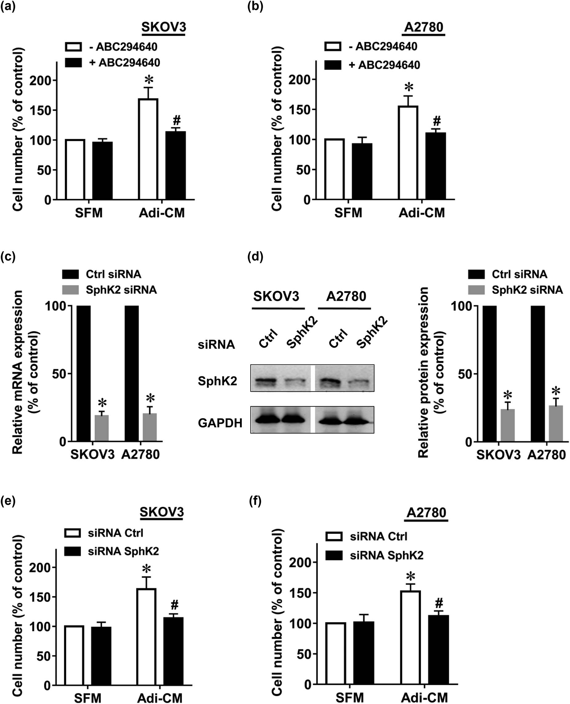 Figure 1 
                  SphK2 inhibition suppresses the adipocyte-induced EOC cell growth. The human EOC cell lines (a) SKOV3 and (b) A2780 were serum-starved overnight and then cultured with SFM or Adi-CM in the presence or absence of ABC294640 (10 μM) for 48 h. Cell proliferation was measured by CCK-8 assay. (c) Twenty-four hours after siRNA transfection, SphK2 mRNA levels were determined by RT-PCR. (d) Forty-eight hours after siRNA transfection, SphK2 protein levels were determined by using Western blot. Densitometric analysis of SphK2 (normalized to GAPDH) is shown on the right. (e) SKOV3 and (f) A2780 cells were transfected with the indicated siRNAs, followed by culture with SFM or Adi-CM for 48 h. Cell proliferation was measured by CCK-8 assays. Molecular weight of SphK2 is 69 kDa, and molecular weight of GAPDH is 36 kDa. Data are mean ± SD. *, P < 0.05 vs control; #, P < 0.05 vs Adi-CM alone.
               