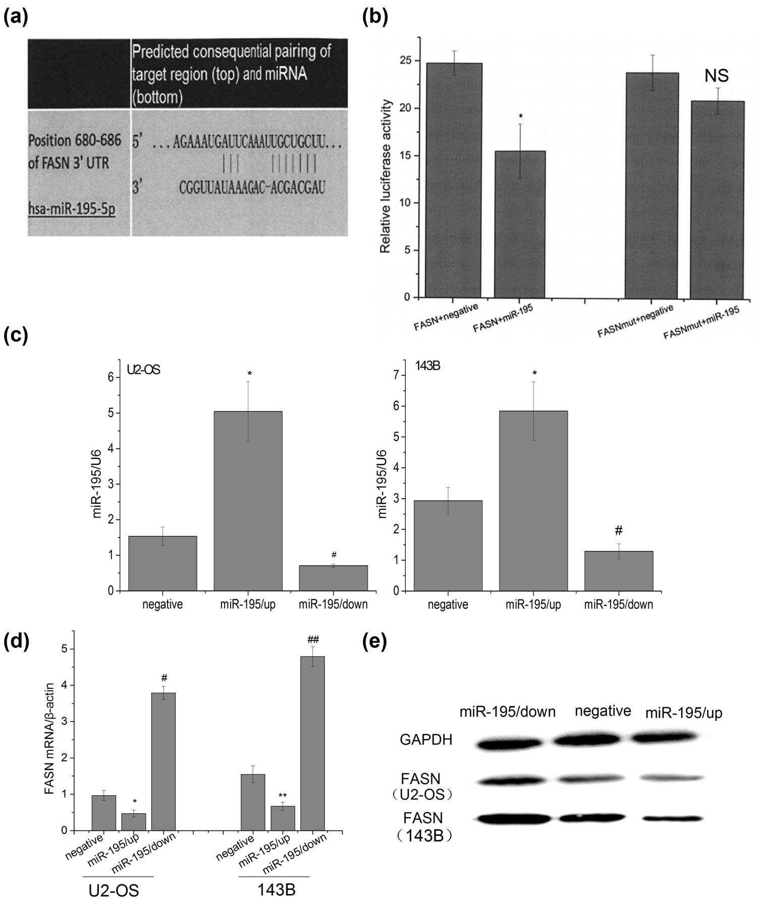 Figure 2 
                  miR-195 targeted and decreased the expression of FASN. (a) Target Scan Human 6.0 software predicted that there was a target site of miR-195 on 680–686 bp of 3′-UTR of FASN. (b) Luciferase activity assay showed the following: the luciferase activity in the group psi-FASN Vector + miR-195 was significantly lower than that in the group FASN + negative controls (n = 6; p < 0.001), but there were no significant differences between the group psi-FASN mutVector + miR-195 and the group FASN mut + negative (n = 6: #p = 0.083), and the luciferase activity in the group psi-FASNmut Vector + miR-195 was significantly higher than that in the group psi-FASN Vector + miR-195 (n = 6; **p < 0.001). The error bar represents the standard variation of the luciferase activity in the cells transfected with FASN (or mutant FASN) plasmids and treated with or without miR-195. (c) The expression level of miR-195 was significantly up/downregulated in U2-OS and 143B cells transfected by miR-195/up or miR-195/down lentiviral vector (n = 6). The error bar represents the standard variation of the miR-195 levels in the U2-OS or 143B cells transfected with lentiviruses overexpressing or inhibiting miR-195. (d) The FASN mRNA expression of osteosarcoma cells decreased significantly in the group miR-195/up and significantly upregulated in the group miR-195/down in vitro by RT-PCR analysis (n = 6). The error bar represents the standard variation of the FASN levels in the U2-OS or 143B cells transfected with lentiviruses overexpressing or inhibiting miR-195. (e) The FASN protein expression of osteosarcoma cells decreased significantly in the group miR-195/up and significantly upregulated in the group miR-195/down in vitro by western blot analysis (n = 6).
               