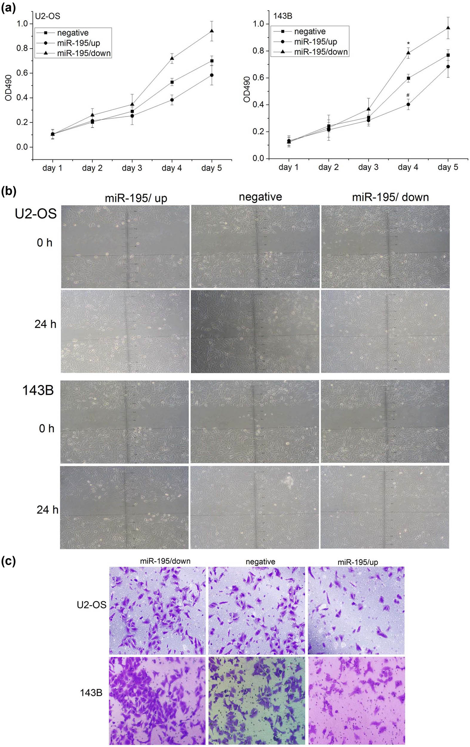 Figure 3 
                  miR-195 inhibited cell proliferation, cell migration, and invasion in osteosarcoma. (a) The proliferation activity of osteosarcoma cells was detected by MTT assay. Left: the proliferation ability of U2-OS cells was significantly decreased in the group miR-195/up (n = 6; day 4: *p < 0.001) and significantly increased in the group miR-195/down in vitro (n = 6; day 4: #p < 0.001). Right: the proliferation ability of 143B cell was significantly decreased in the group miR-195/up (n = 6; day 4: *p < 0.001) and significantly increased in the group miR-195/down in vitro (n = 6; day 4: #p < 0.001). The error bar represents the standard variation of the OD490 in the U2-OS or 143B cells transfected with lentiviruses overexpressing or inhibiting miR-195. (b) The migration ability of osteosarcoma cells at 24 h using wound healing assay was significantly decreased in the group miR-195/up (n = 6, ×200). (c) The invasion ability of osteosarcoma cells at 24 h using Transwell invasion assay was significantly decreased in the miR-195/up group and significantly increased in the miR-195/down group (n = 6, ×200).
               