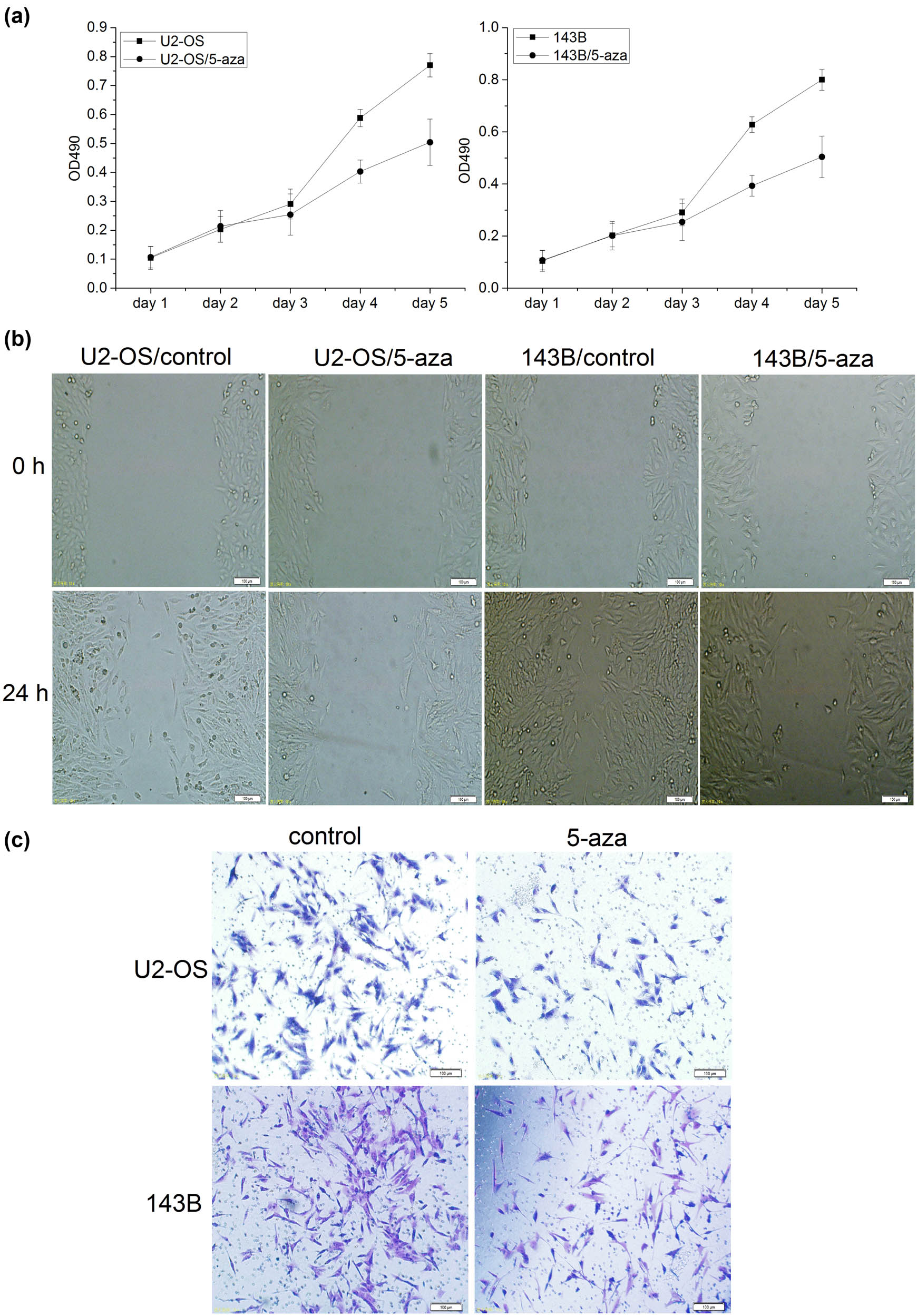 Figure 5 
                  Methylation might promote osteosarcoma cell proliferation, migration, and invasion. (a) The proliferation activity of osteosarcoma cells was detected by MTT assay. MTT assay showed that the proliferation was significantly decreased in U2-OS and 143B cells treated with 5-aza-2′-dc (n = 6, day 4: p < 0.001). The error bar represents the standard variation of the OD490 in the U2-OS or 143B cells treated with 5-aza. (b) The migration ability of osteosarcoma cells at 24 h was significantly decreased in the cells treated with 5-aza-2′-dc (n = 6, ×200). (c) The invasion ability of osteosarcoma cells at 24 h was significantly decreased in the cells treated with 5-aza-2′-dc (n = 6, ×200).
               