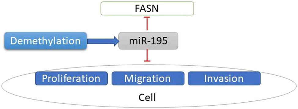 Figure 6 
                  Flow chart of the summary of the main contents. Decreased expression of miR-195 mediated by hypermethylation promotes osteosarcoma.
               