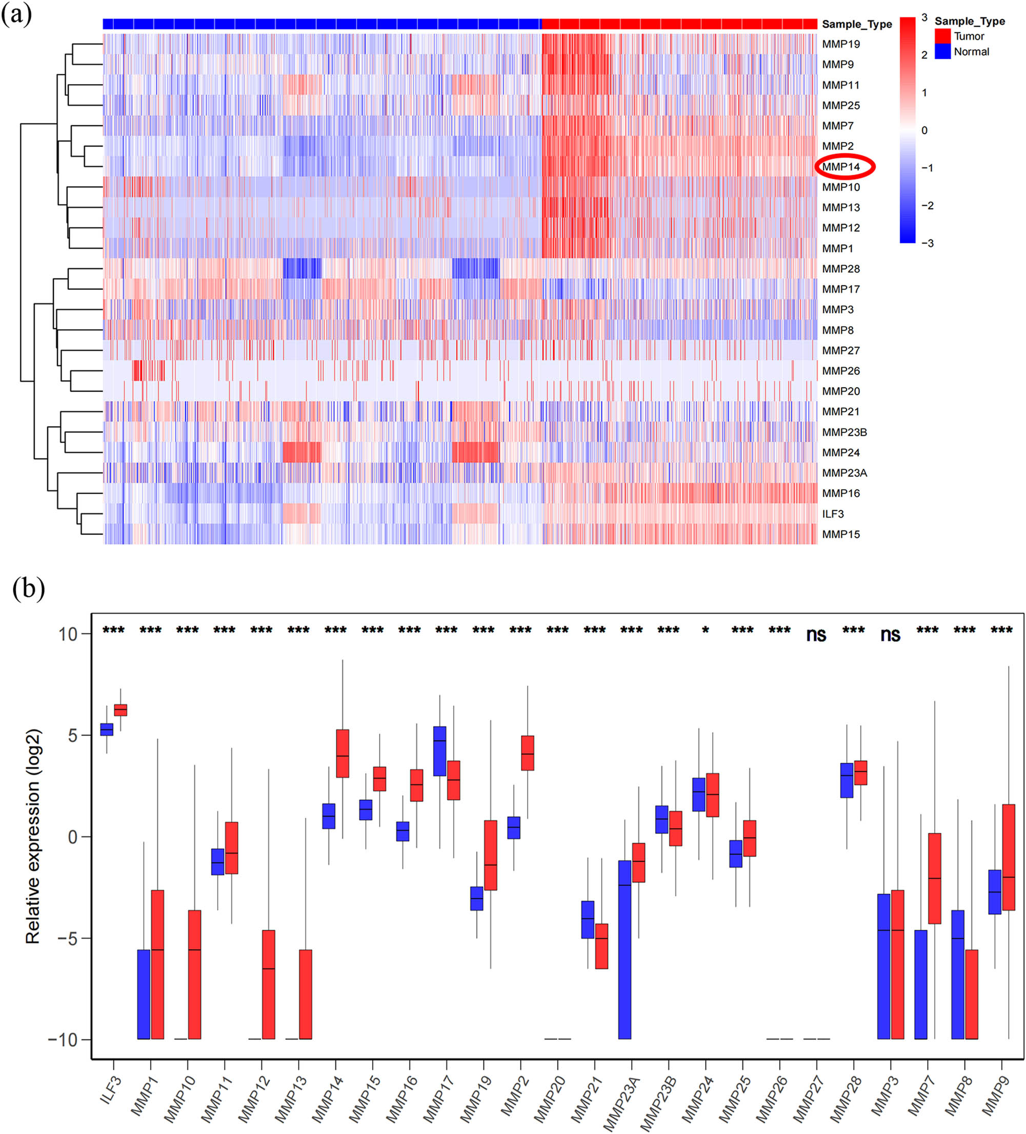 Figure 1
MMP family expression in microarray datasets. (a) Heatmap depicting the MMP expression in microarray datasets (sample: 171 cases GBM + 523 cases LGG + 5 cases normal brain tissue from TCGA database and 1092 cases normal brain tissue from GETx). (b) Relative MMP expression in database. Mann–Whitney U test is used to calculate the p value. Red indicates high expression; white indicates medium expression; blue indicates lower expression. GBM, glioblastomas; LGG, lower-grade gliomas. ns, not statistically significant. ILF3, MMP4. *p < 0.05, ***p < 0.001.