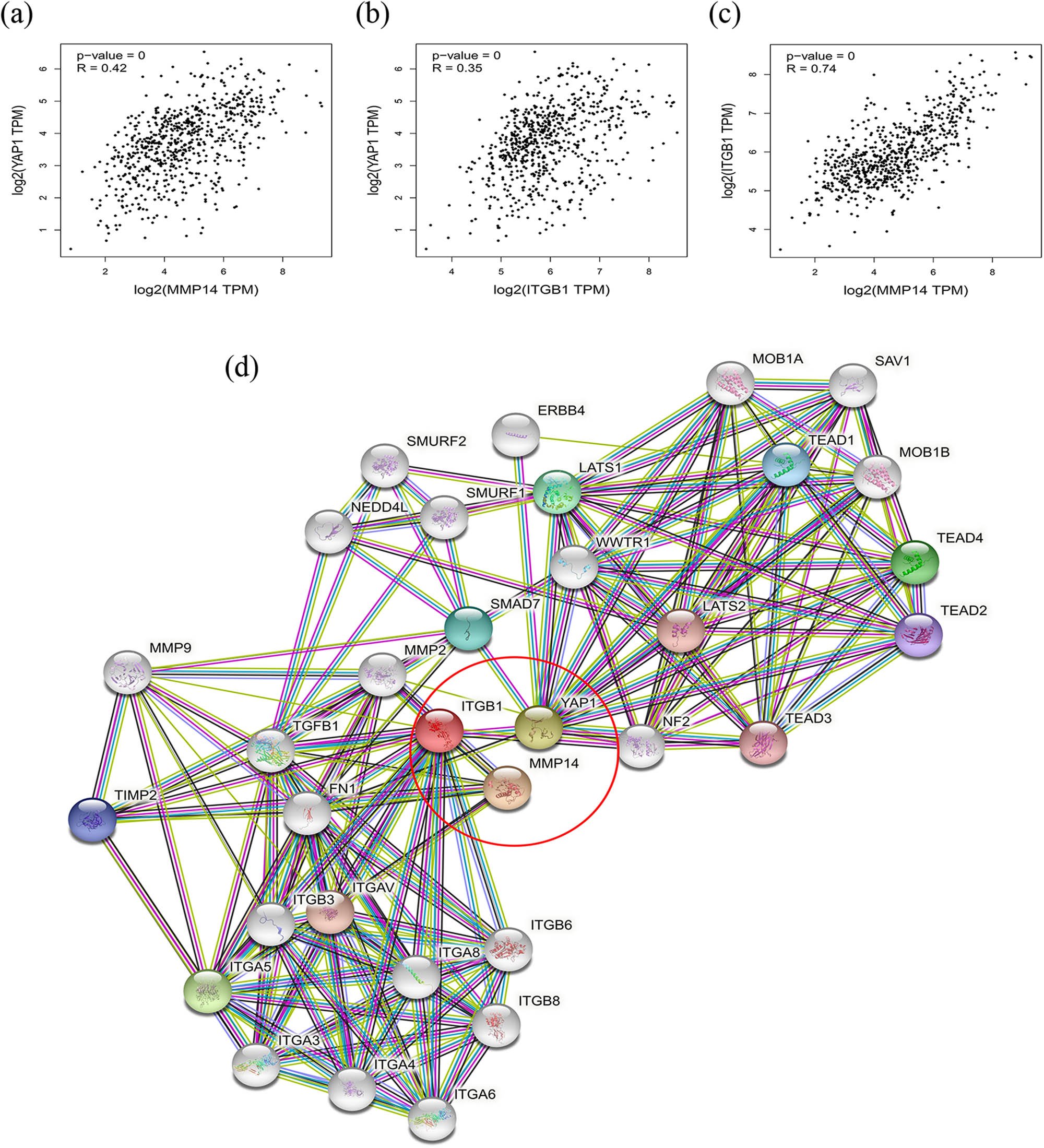 Figure 3
(a) The correlation of MT1-MMP and YAP1 in glioma by GEPIA: a positive correlation between expressions of the two genes (p < 0.001, r = 0.42). (b) The correlation of β1-integrin and YAP1 in glioma by GEPIA: a positive correlation between expressions of the two genes (p < 0.001, r = 0.35). (c) The correlation of MT1-MMP and β1-integrin in glioma by GEPIA: a positive correlation between expressions of the two genes (p < 0.001, r = 0.74). (d) The protein–protein interaction (PPI) network relevant to MT1-MMP (MMP14) was constructed by the STRINIG database (p < 0.001).