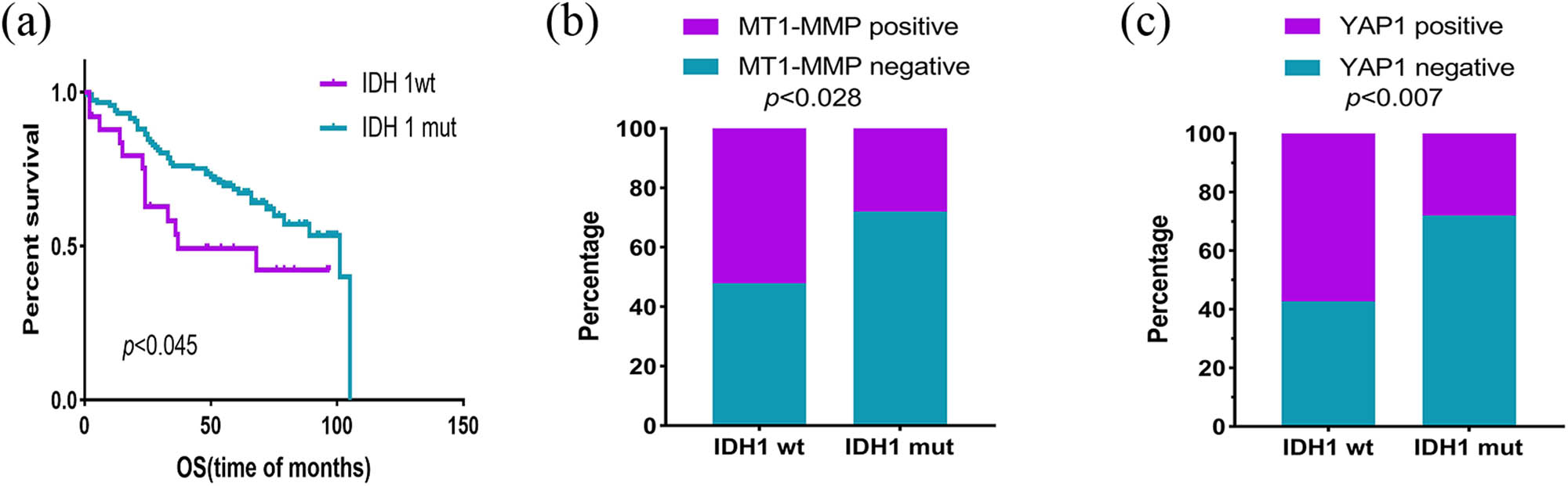 Figure 6
Expression of IDH1 in LGG and their relationship with prognosis. (a) Patients with IDH1 mutation had a longer OS time. (b) MT1-MMP was expressed significantly differently between IDH1mut and IDH1wt. (c) YAP1 was expressed differently between IDH1mut and IDH1wt. IDH1mut, IDH1 mutation; IDH1wt, IDH1wild type; LGG, lower-grade gliomas; OS, overall survival.