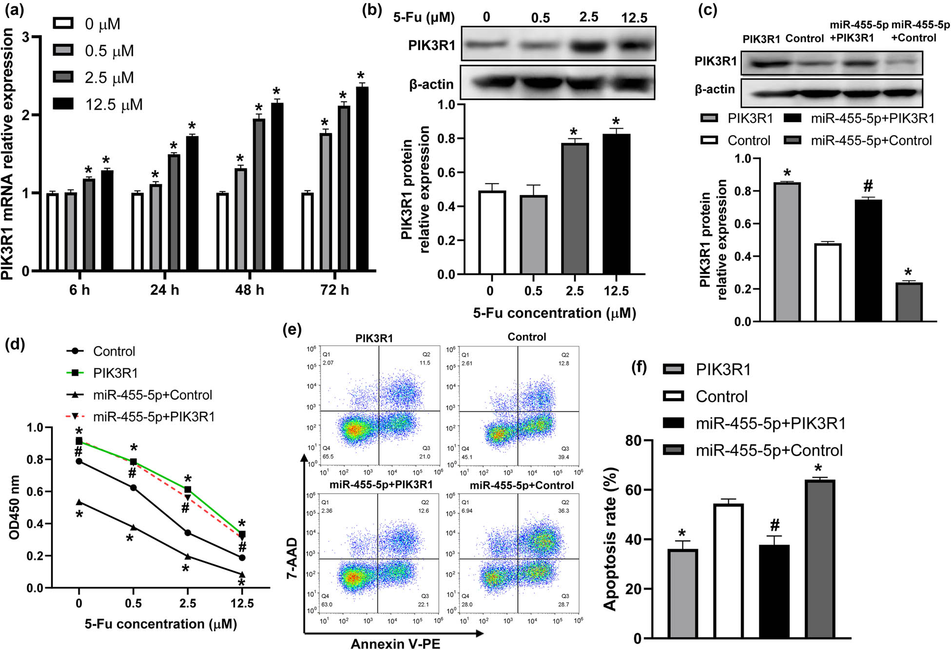 Figure 3 
                  PIK3R1 was a target of miR-455-5p in 5-Fu-treated CRC cells. (a) PIK3R1 mRNA expression was detected in HT-29 cells after treatment with different concentrations of 5-Fu for 6, 24, 48, and 72 h. (b) PIK3R1 protein level was analyzed in HT-29 cells treated with 5-Fu for 48 h. (c) HT-29 cells were transfected with PIK3R1 overexpressing plasmid or pcDNA3.1 control plasmid, or co-transfected with miR-455-5p mimic and PIK3R1 overexpressing plasmid or pcDNA3.1 control plasmid for 24 h, and then exposed to 2.5 μM 5-Fu for 48 h. PIK3R1 protein level was measured by western blot. (d) Cell viability was determined by CCK-8. (e and f) Flow cytometry was used to assay the apoptosis of HT-29 cells under different treatments. *
                     P < 0.05 vs the control group, #
                     P < 0.05 vs the miR-455-5p + control group.
               